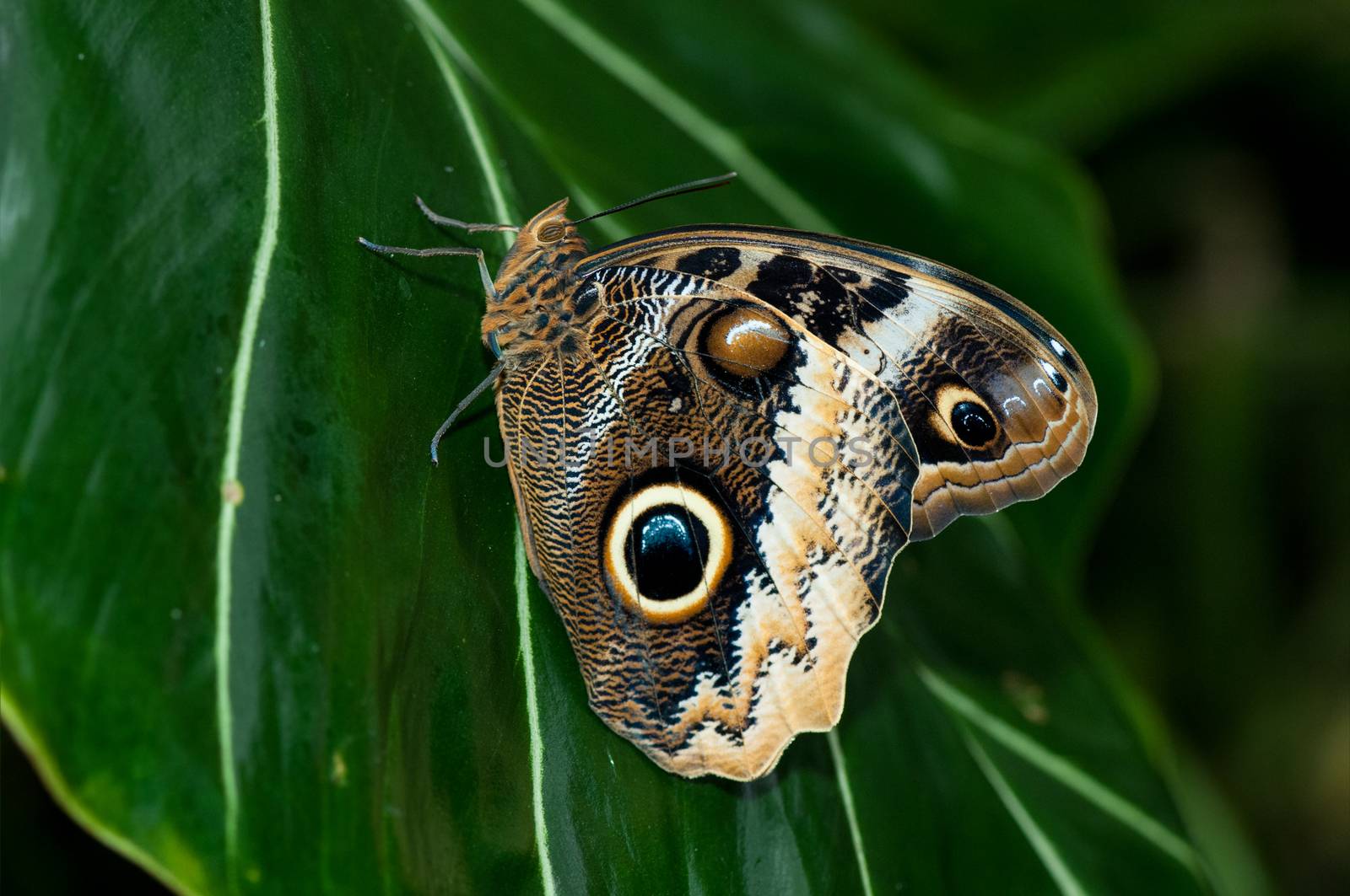 A beautirful owl butterfly perching on the tree trunk