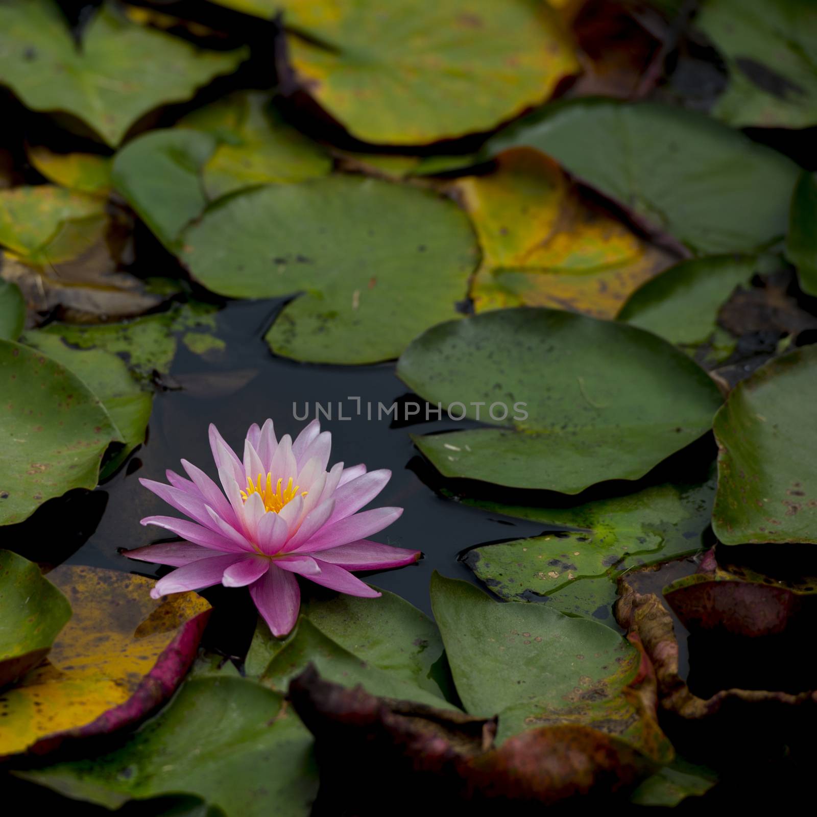 Beautiful Pink lily water plant with reflection in a pond