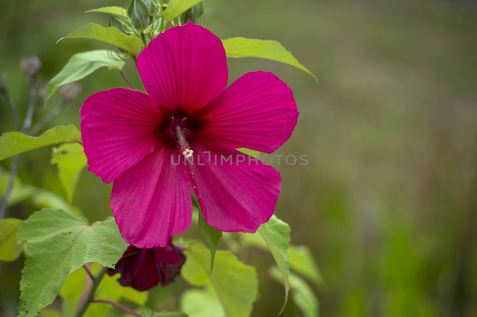 A hibiscus flower with copy space to the right
