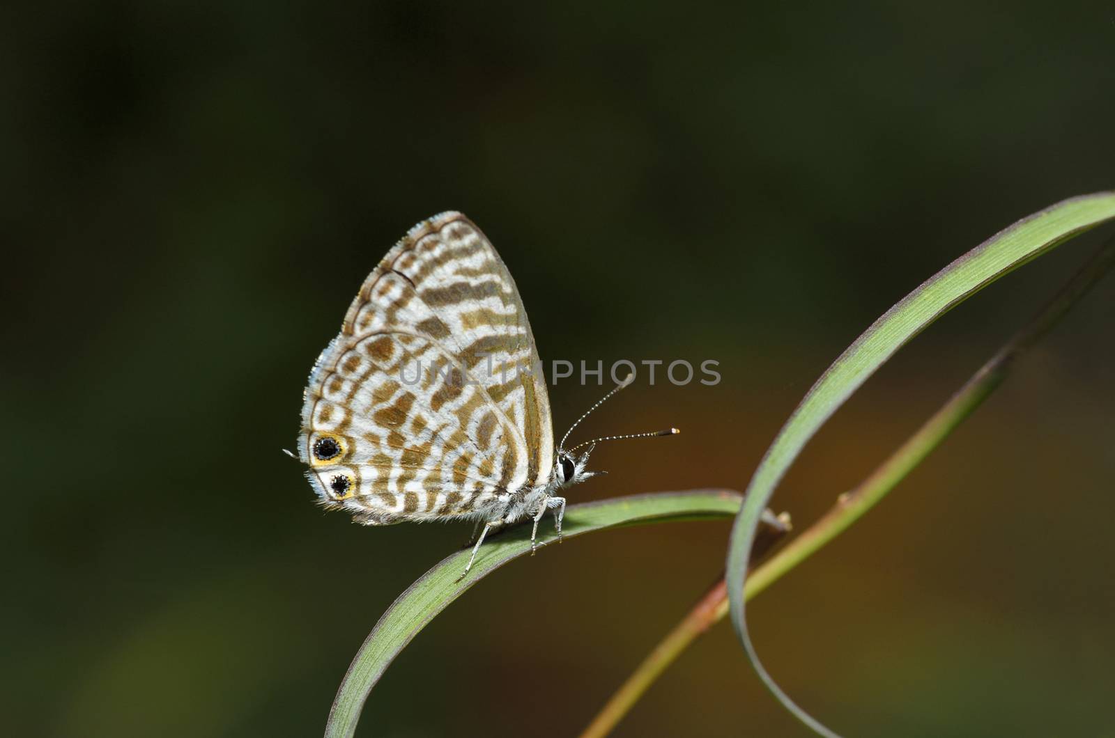 A Common Zebra Blue butterfly (Leptotes pirithous)