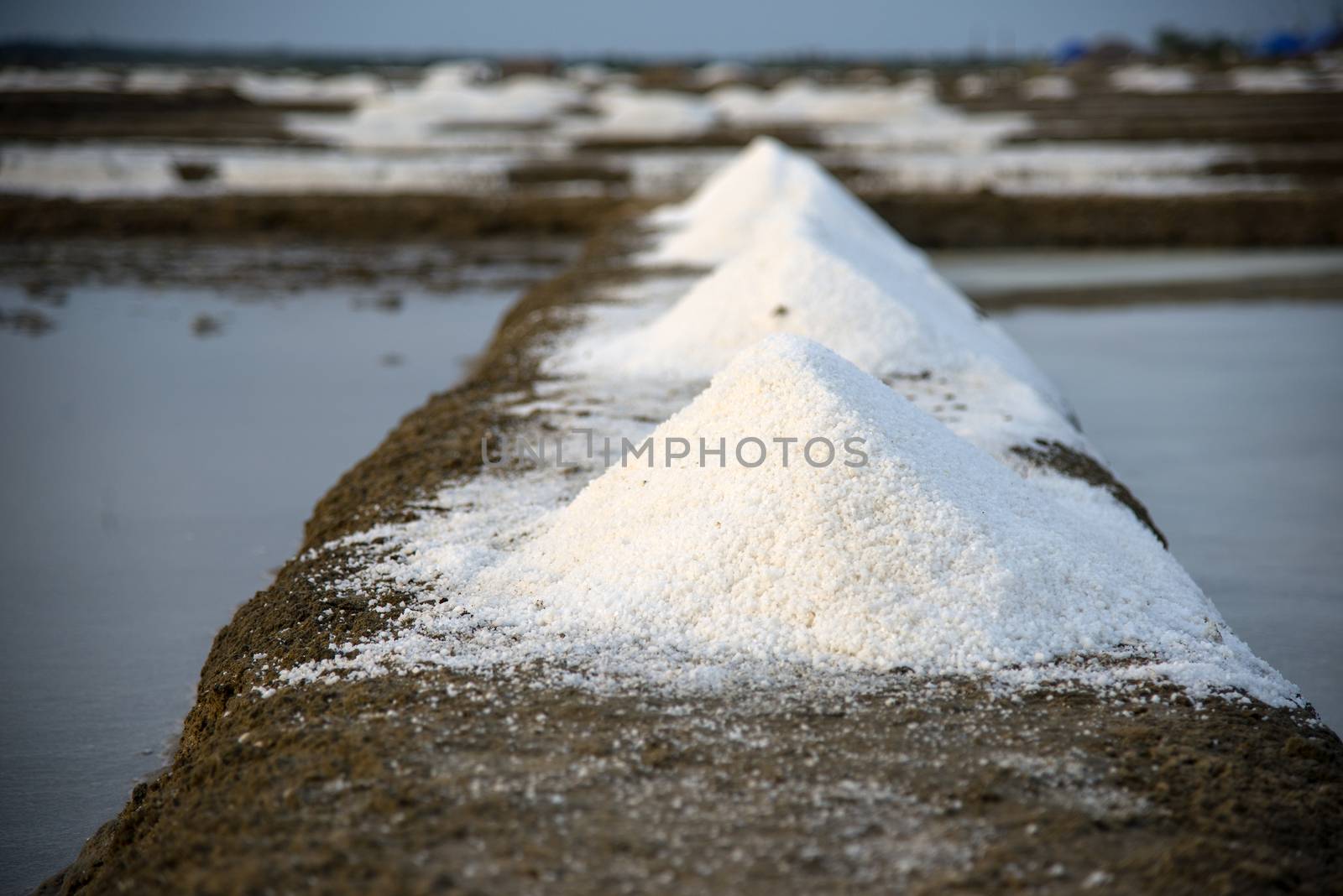 Salt by pazham