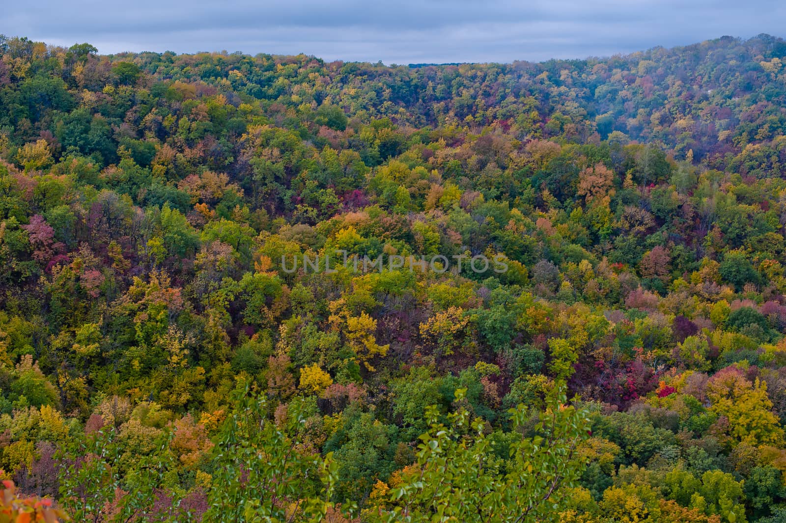 Nice Forest in a Autumn.