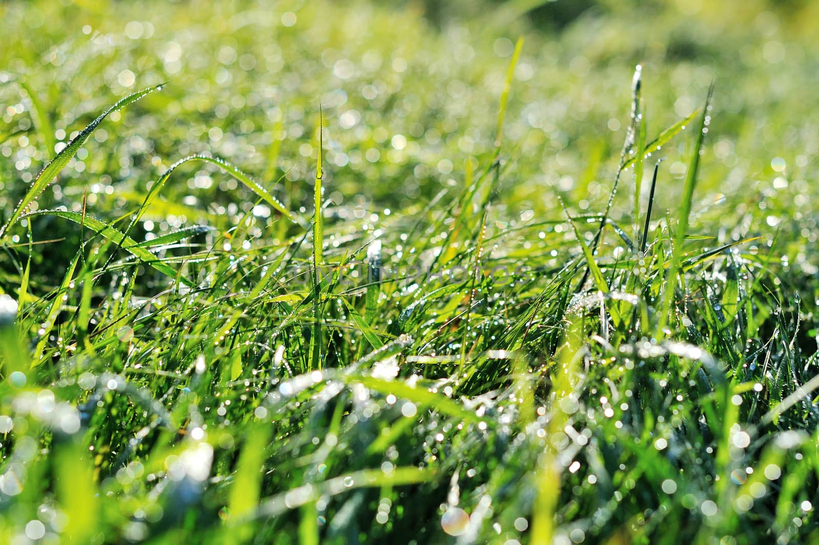 drops of dew on a green grass.