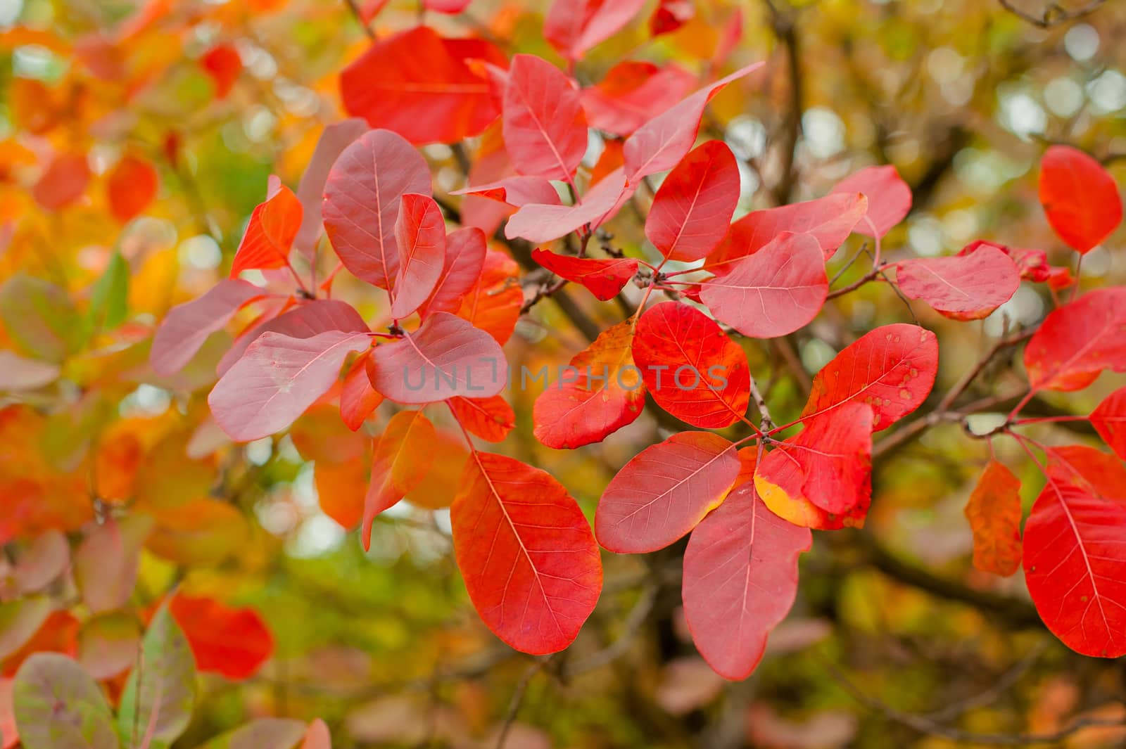 Nice Forest in a Autumn.