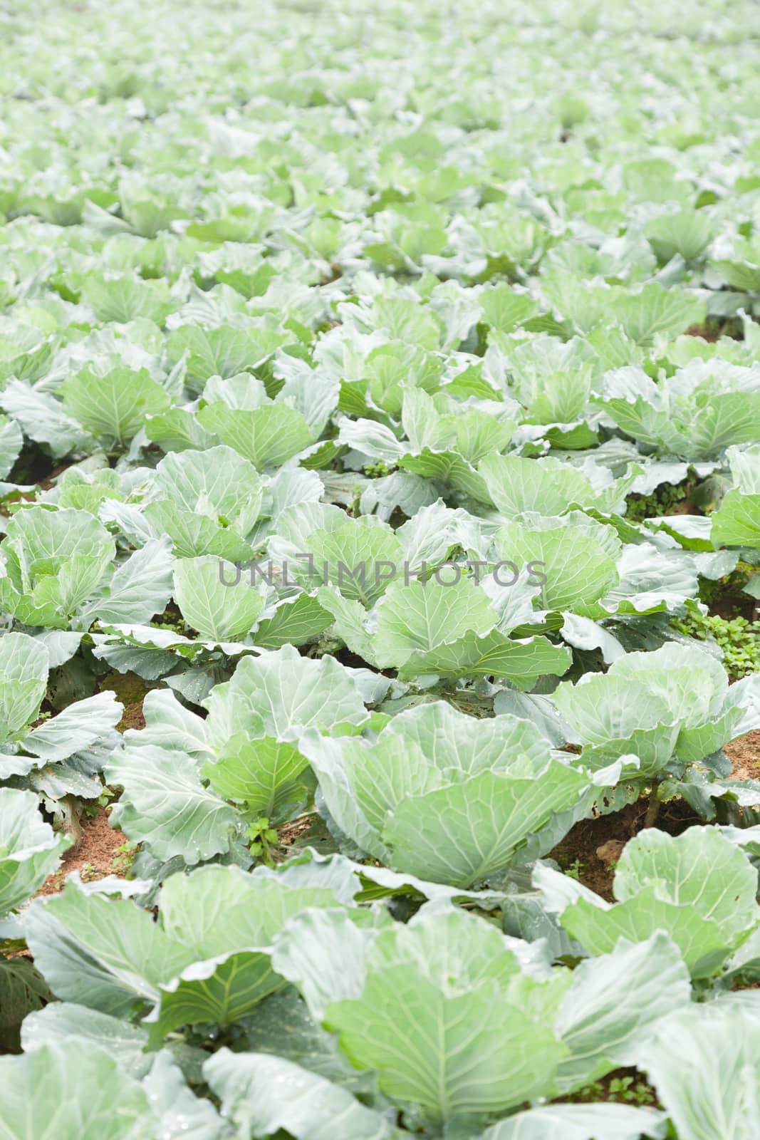Farm agriculture cabbage. Arrange the cabbage is long on the ground.