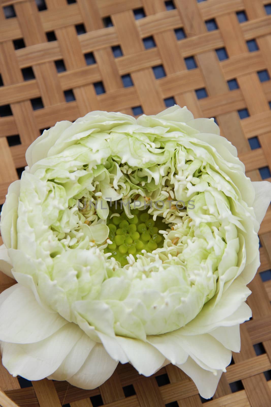 Water lily color green on baskets made ​​of bamboo.