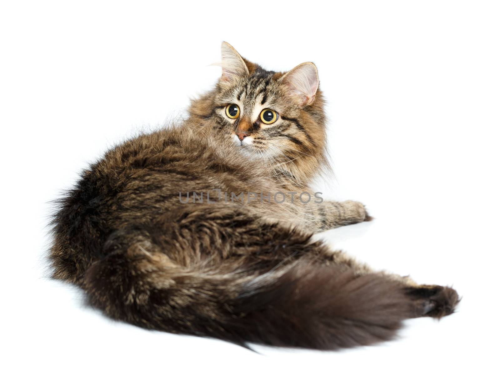 Cute fluffy cat isolated on white background