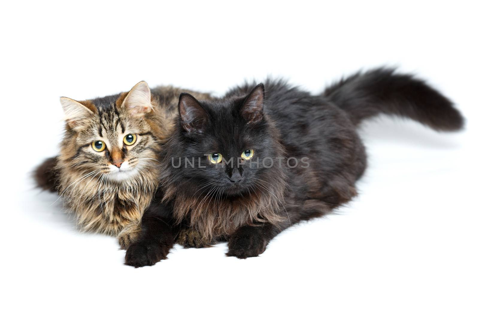 Two cute fluffy cats isolated on white by vlad_star