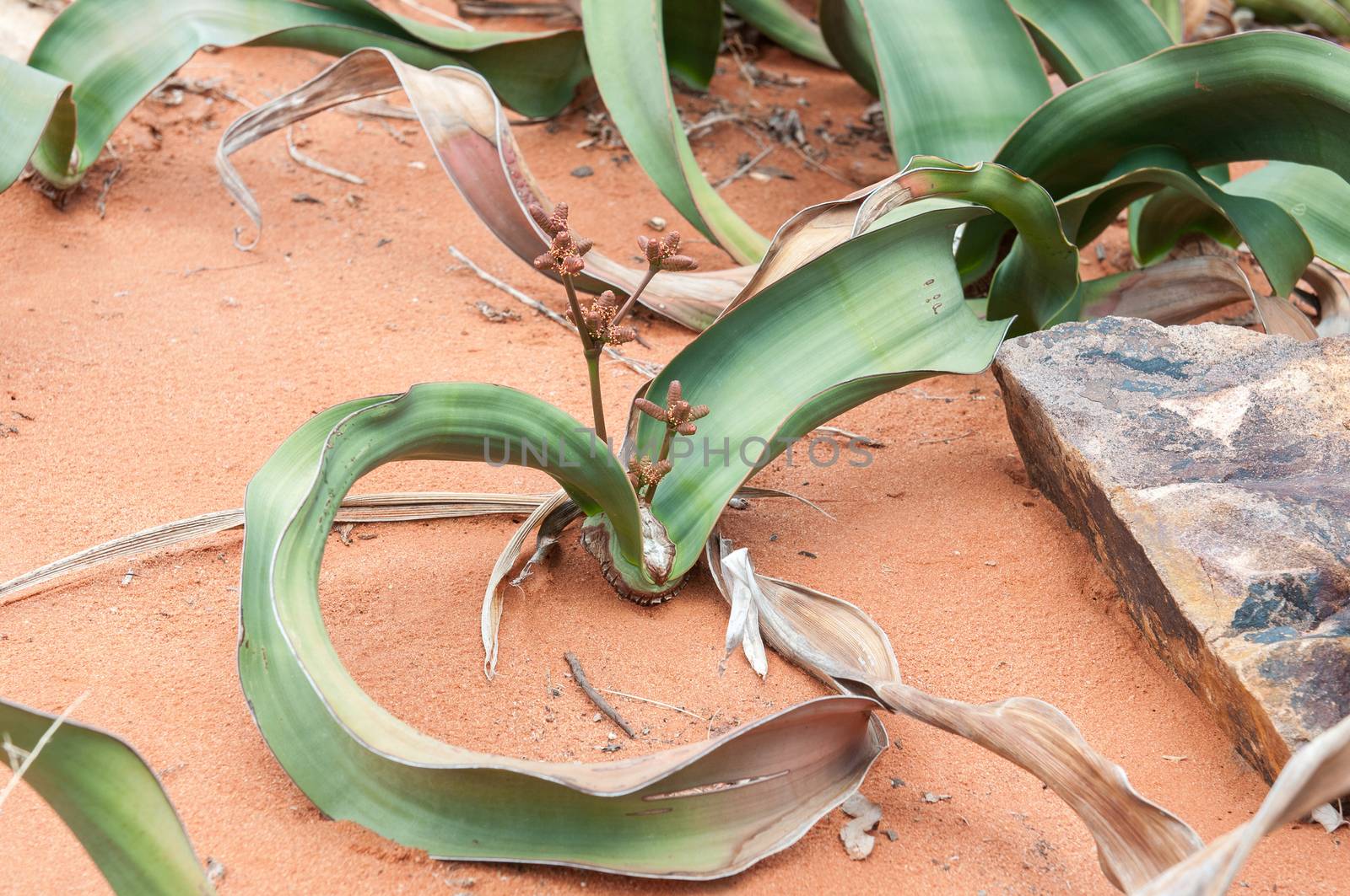 Welwitschia mirabilis, a monotypic gymnosperm from the arid western parts of northern Namibia and southern Angola. Grows only two leaves during its life of more than two thousand years