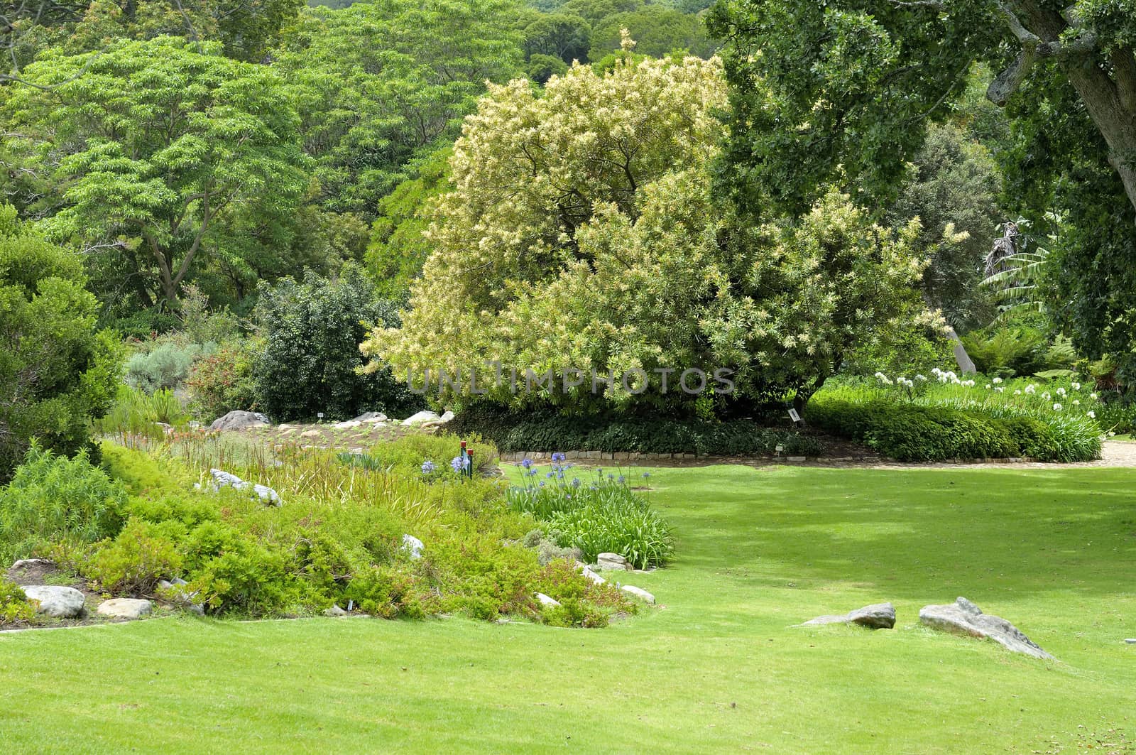 The serenity of the Kirstenbosch National Botanical Gardens in Cape Town, South Africa