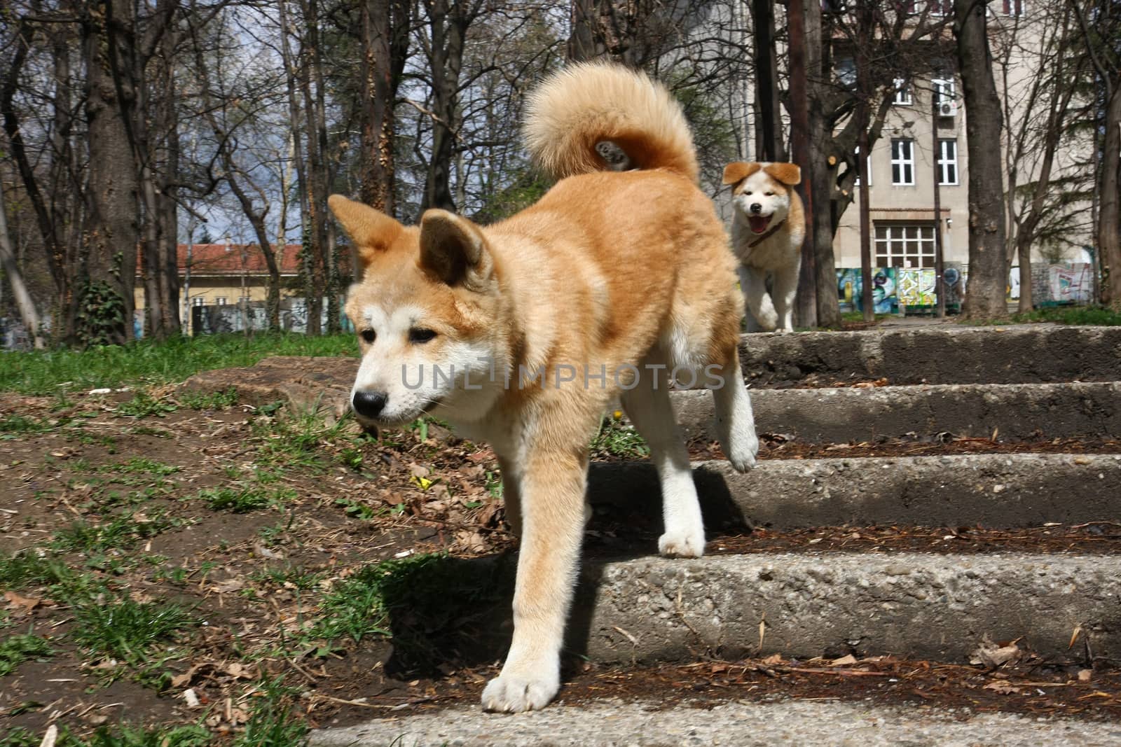 Akita inu puppies walking in public park
