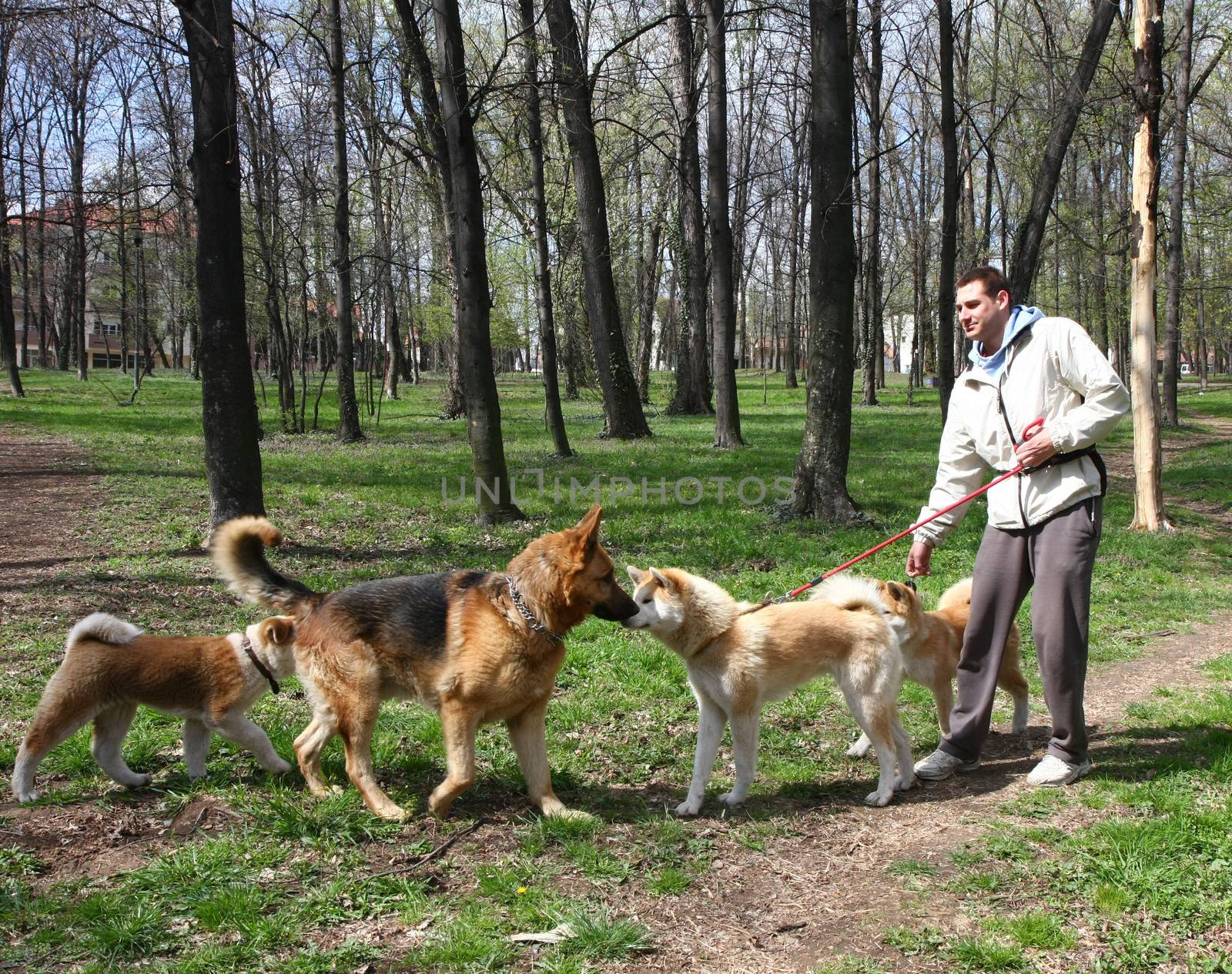 German Shepherd meets akita inu female and puppies