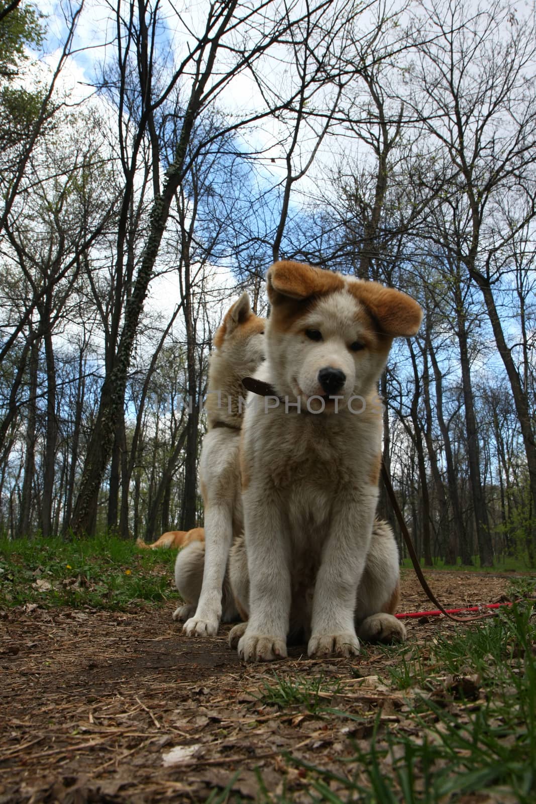 Akita inu puppies posing  in public park