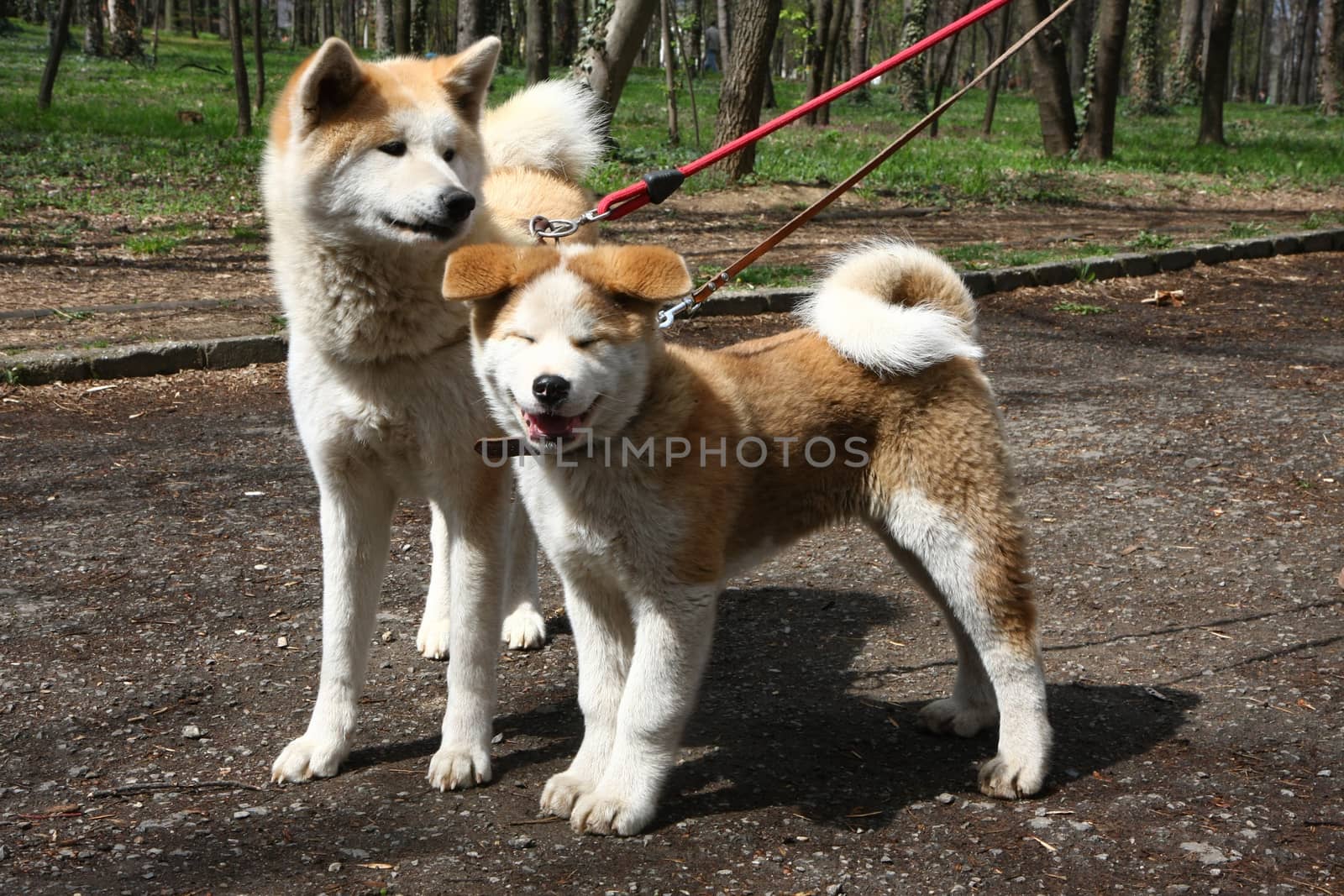 Dogs in public park by tdjoric