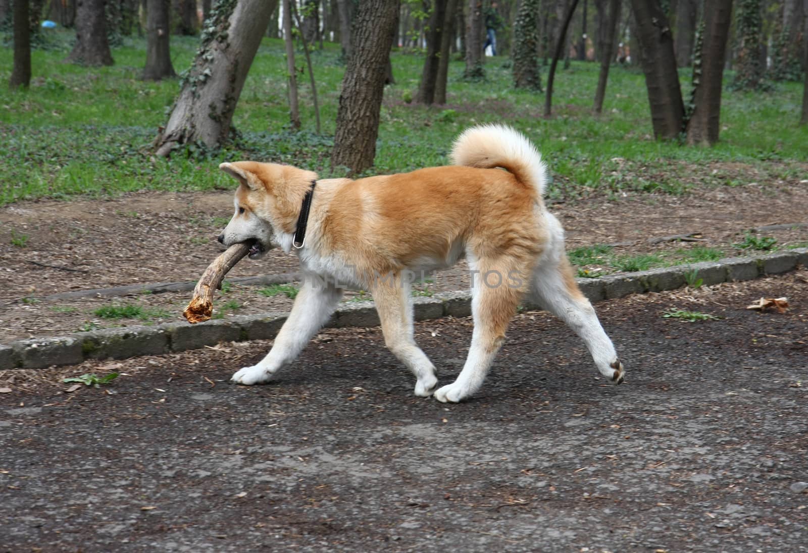 Akita inu puppy walking  with piece of wood in its mouth