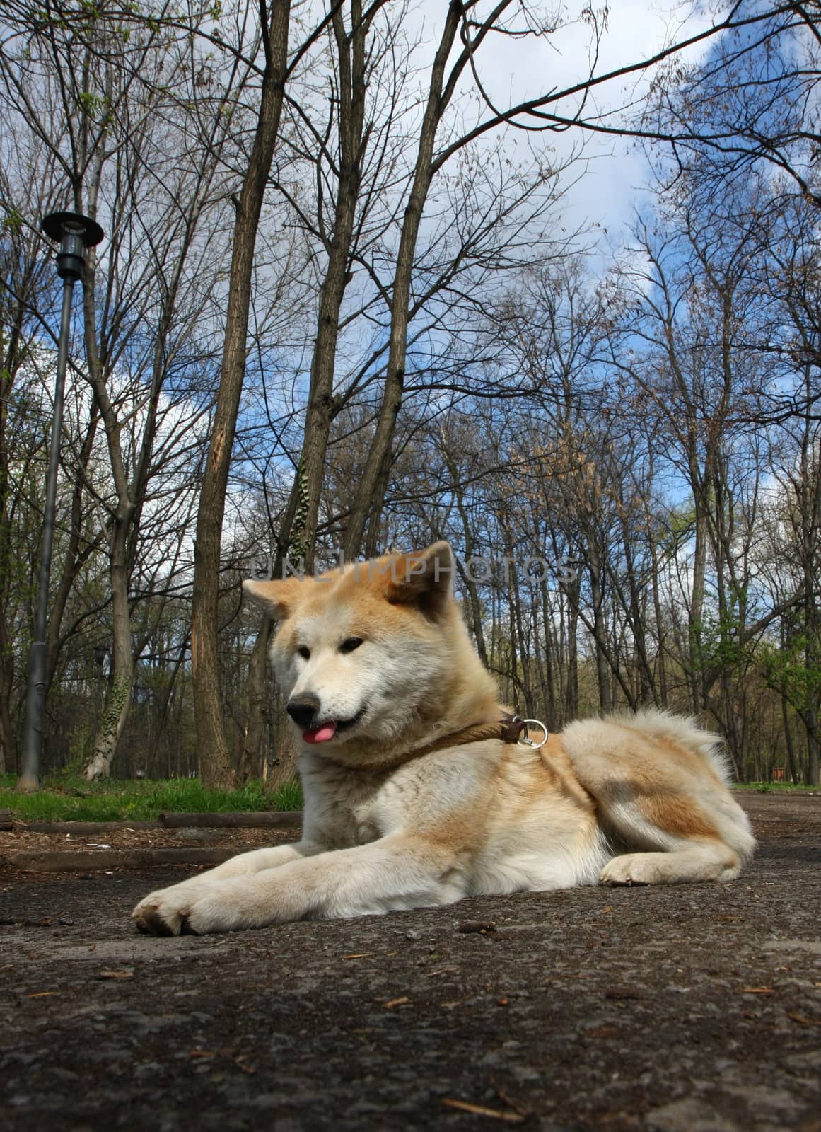 Beautiful Akita inu female posing in public park