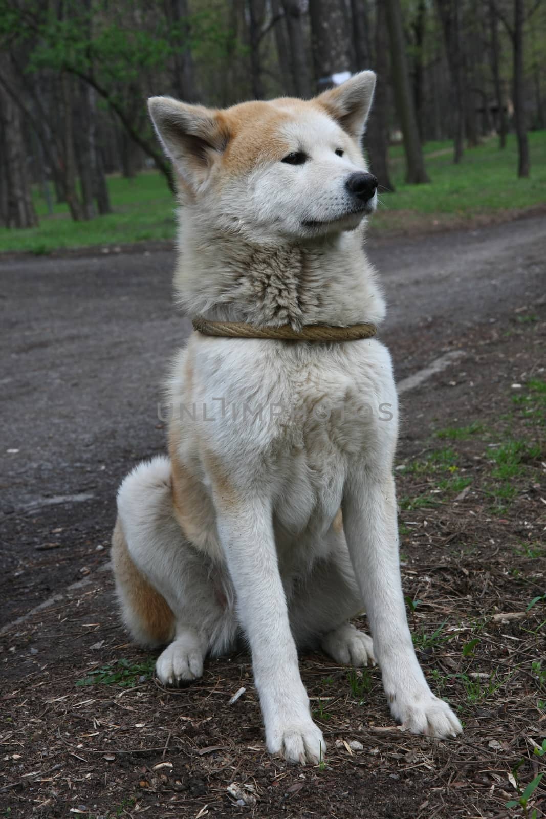 Beautiful Akita inu female posing in public park