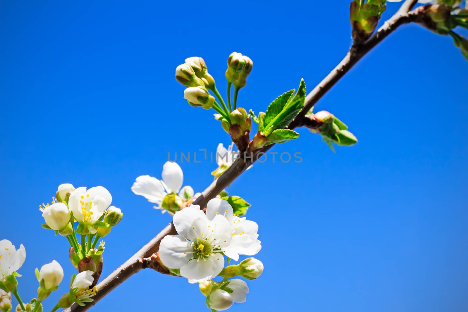 Cherry branch with a large number of white flowers against the blue sky.