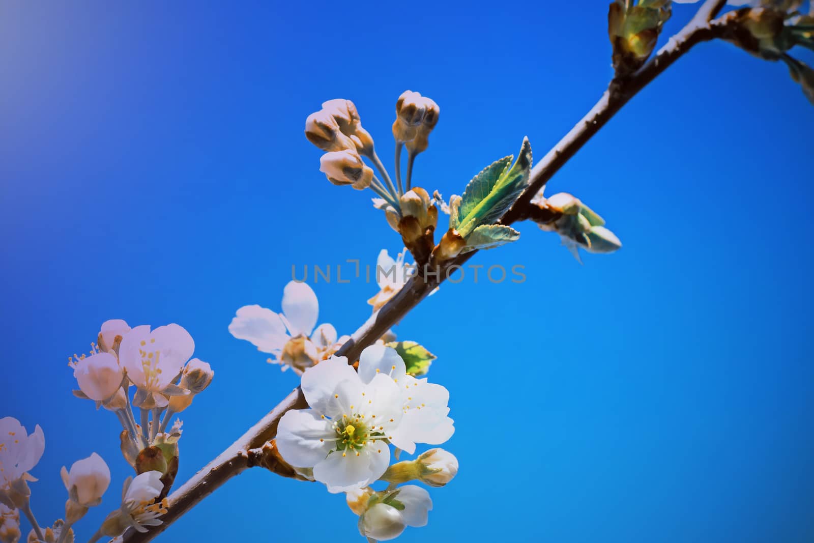 Branch of blossoming cherry against the blue sky. by georgina198