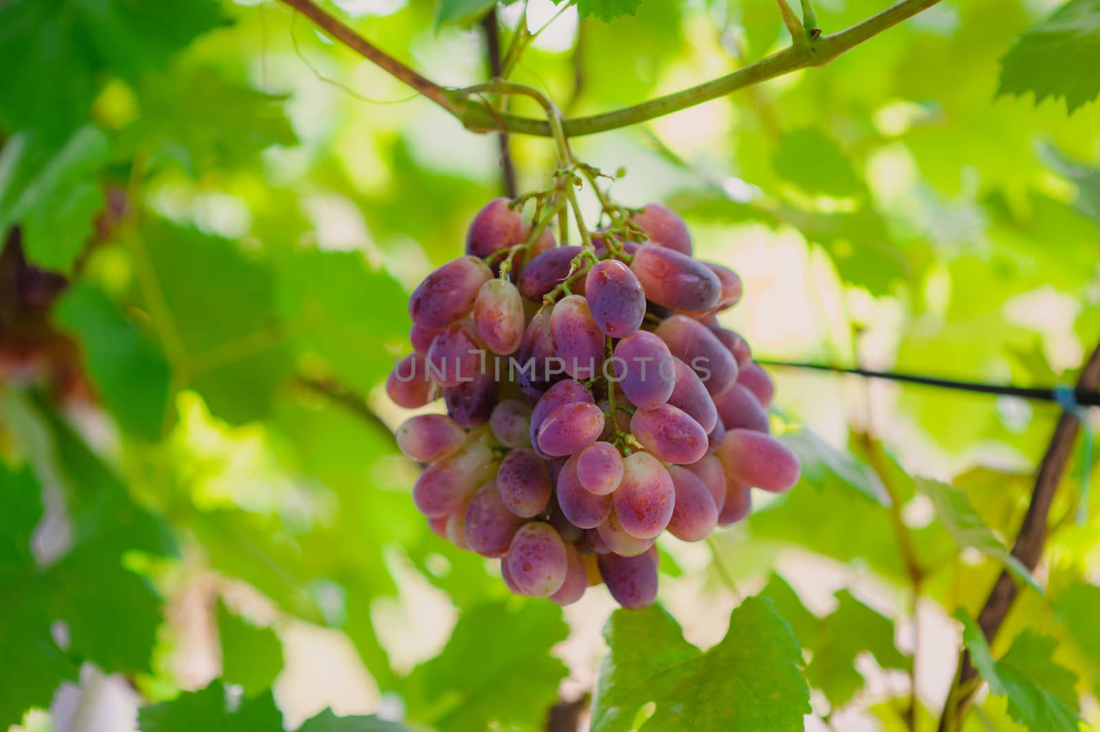 grapes on a background of green leaves by timonko