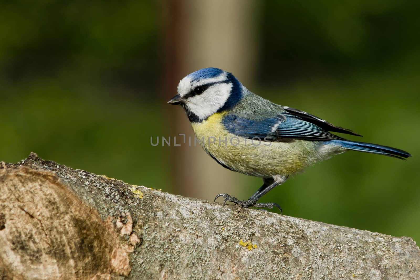 Nun-bird (Cyanistes caeruleus), useful for the garden birds.