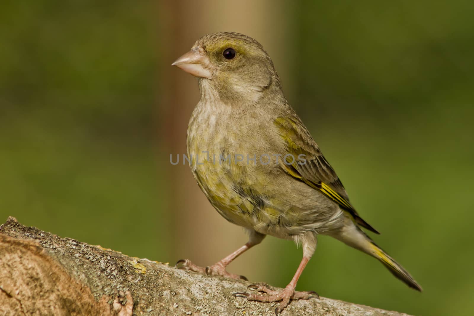 Greenfinch (Coeloglossum viride), the sweet bird parks