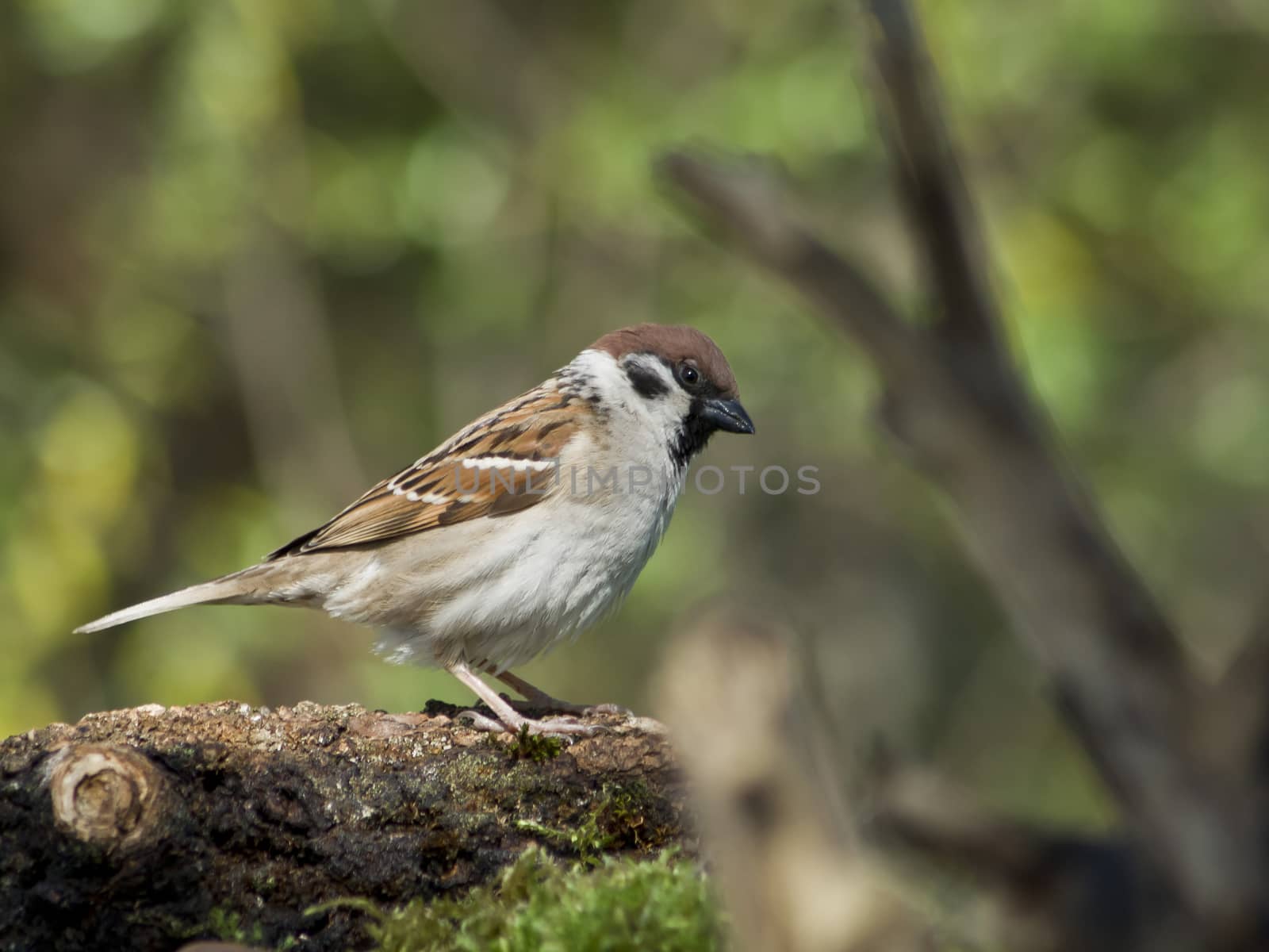 Tree Sparrow (Passer montanus) between the houses.