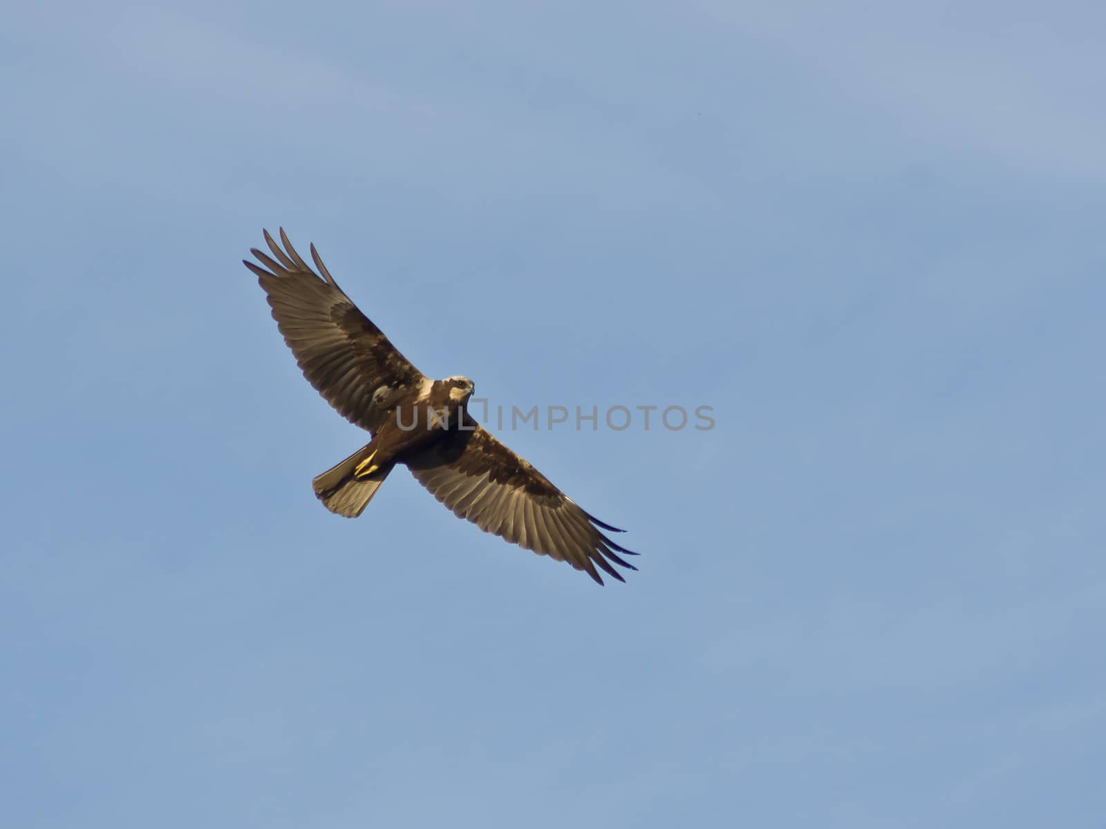 Marsh Harrier (Circus aeruginosus) in the air, while hunting.
