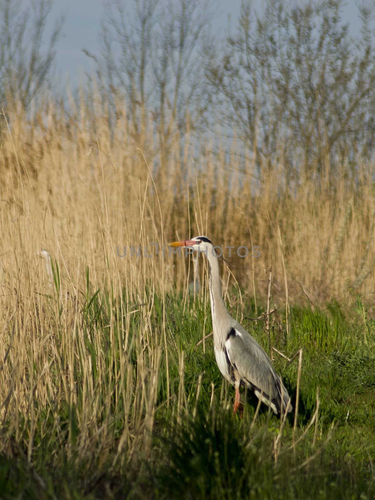 Blue heron  (Ardea cinerea) in the reeds.