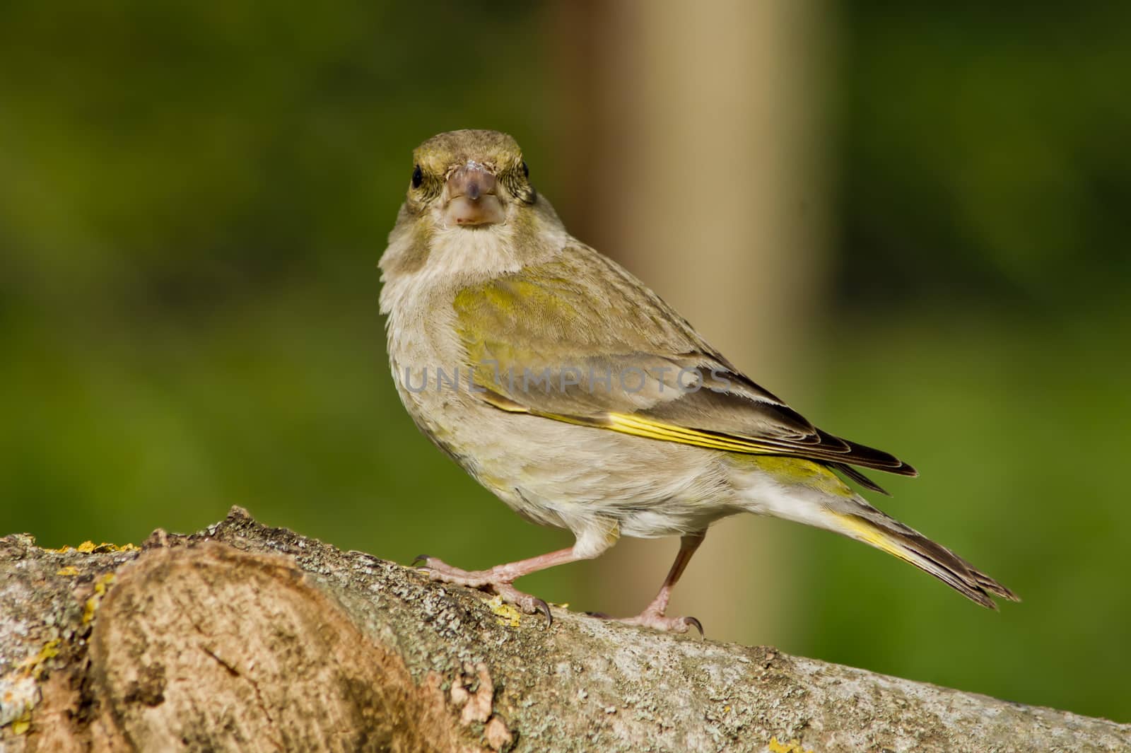 Greenfinch (Coeloglossum viride), the sweet bird parks