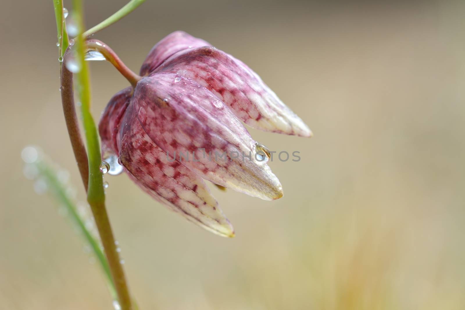 Checkered lily, Fritillaria meleagris close up by comet