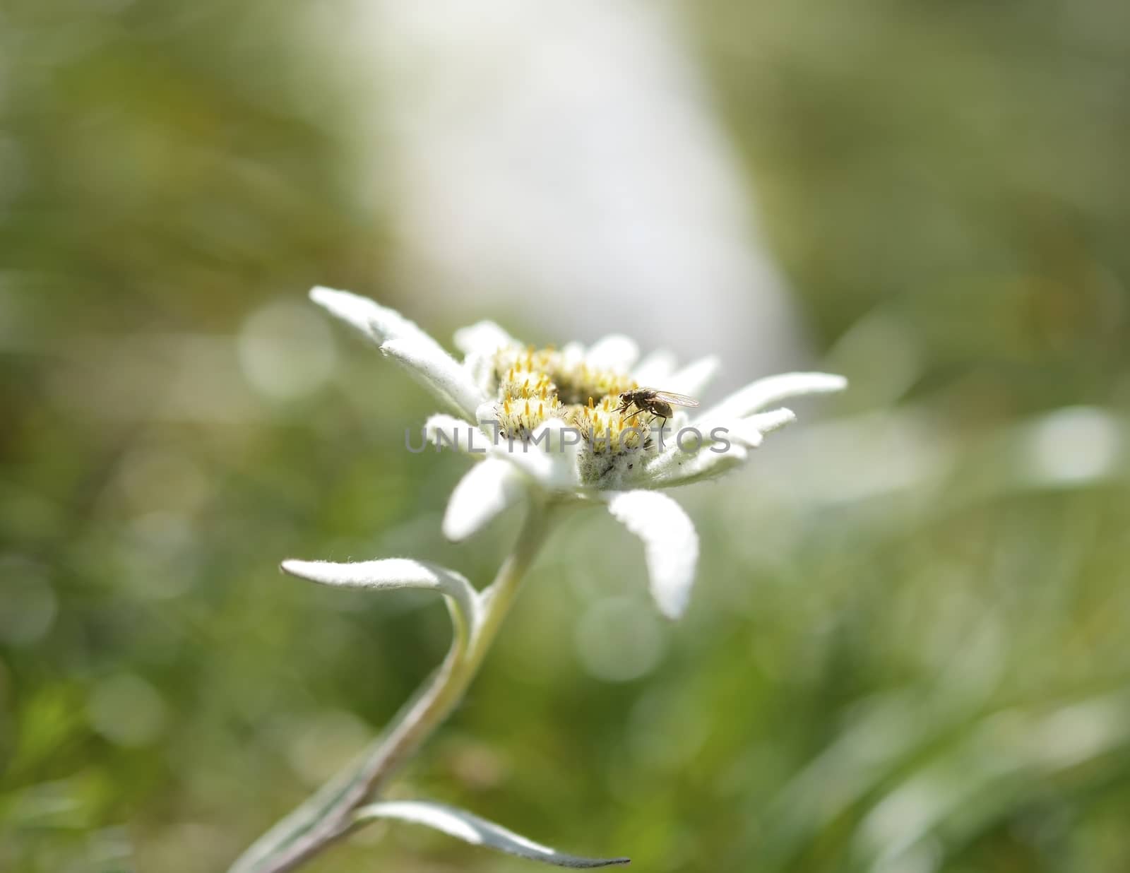 Edelweiss in nature. Rare alpine flower. by comet