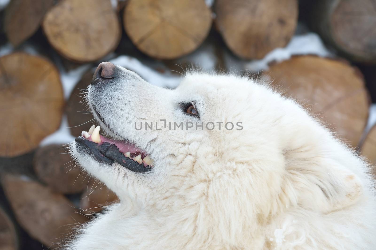 Portrait of a beautiful Samoyed dog in the winter season. by comet