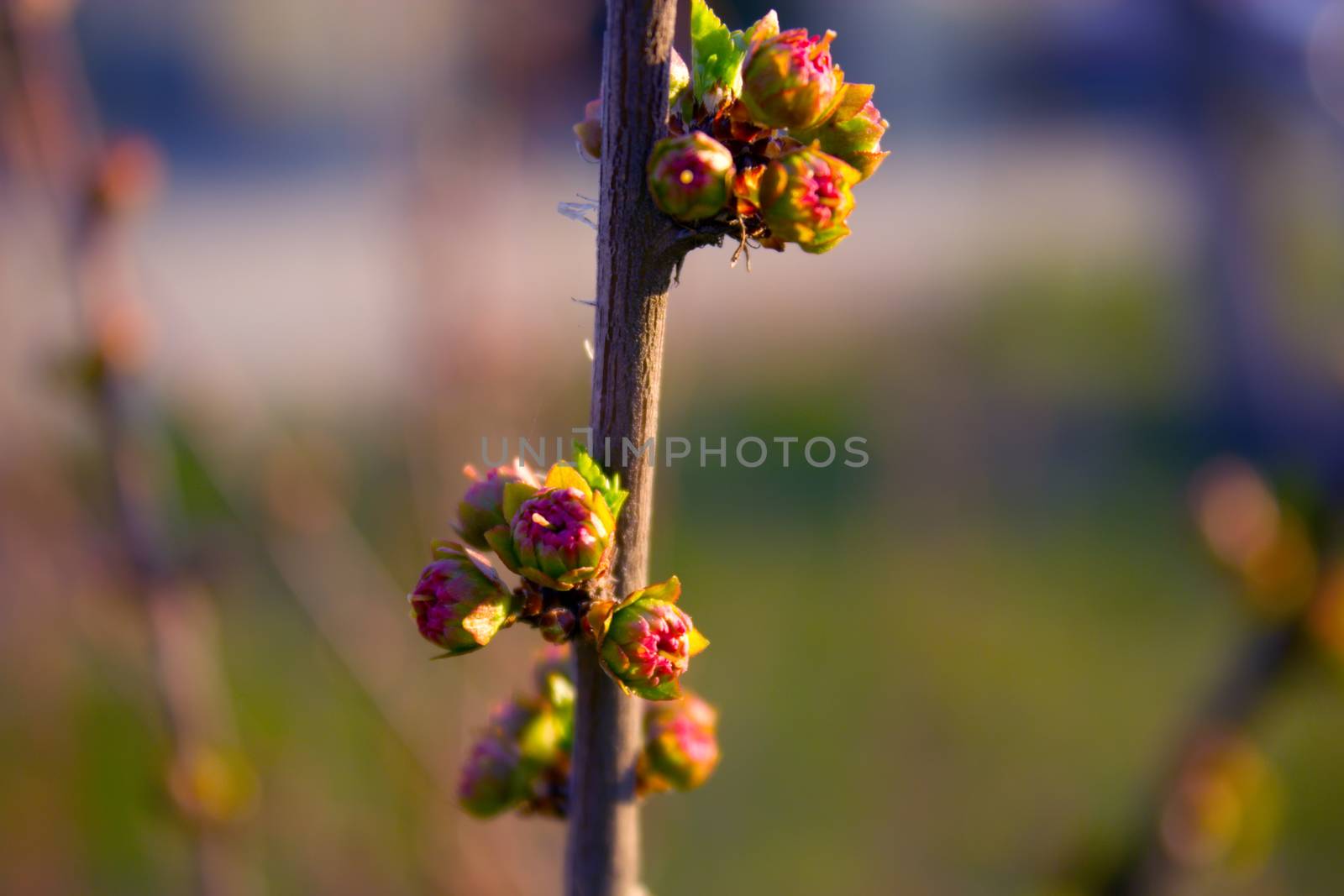 Bud of the Flower, green buds of a branch in spring