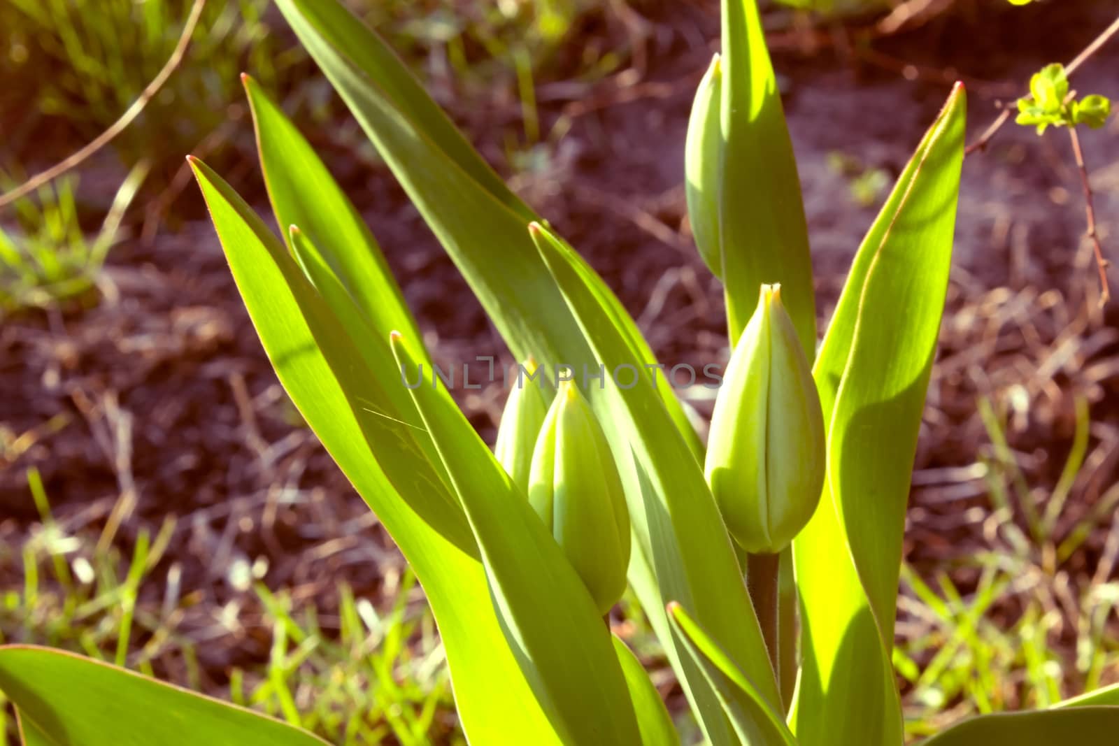 Tulips in the bud in the flowerbed leaves