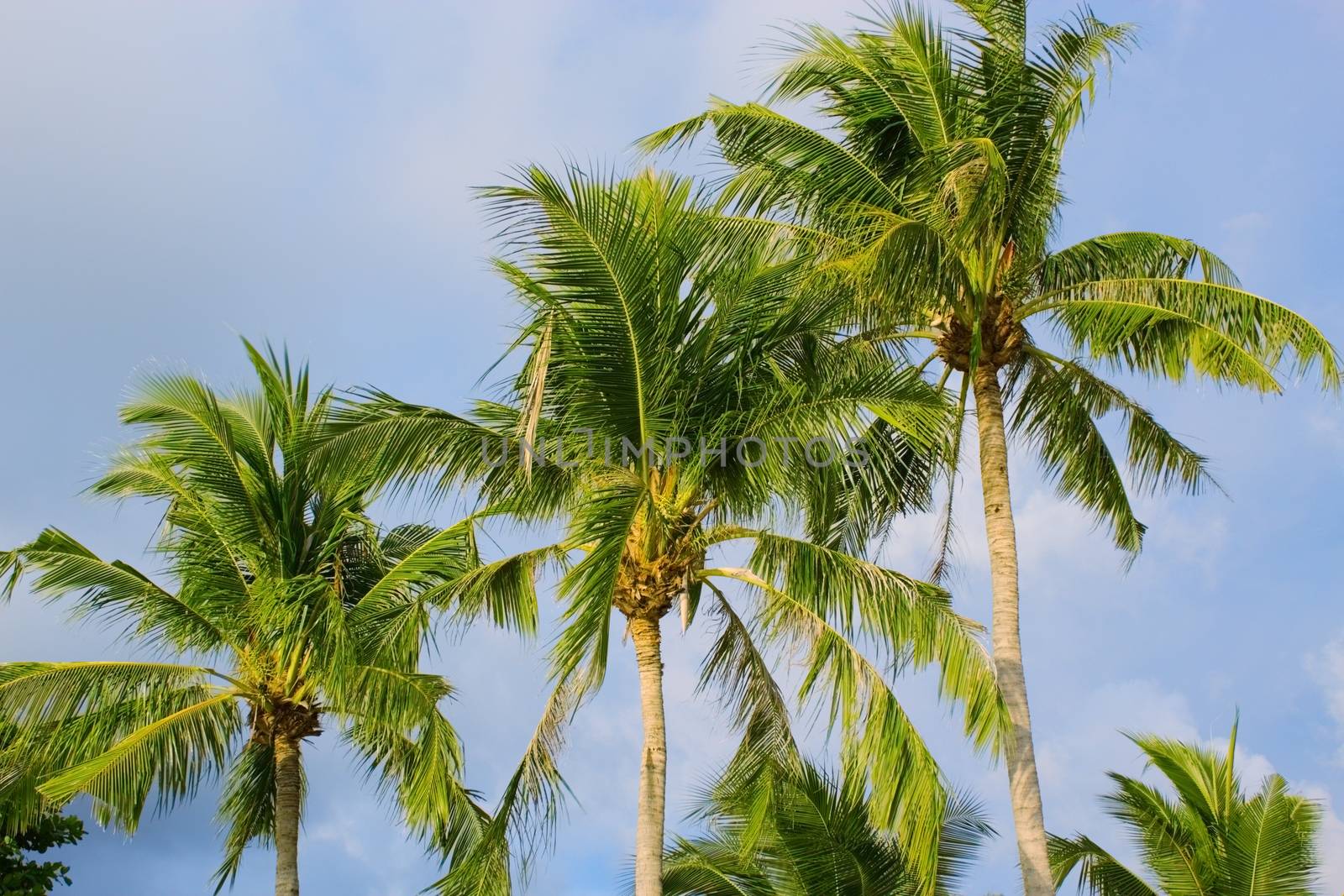 Coconut palms on the beach