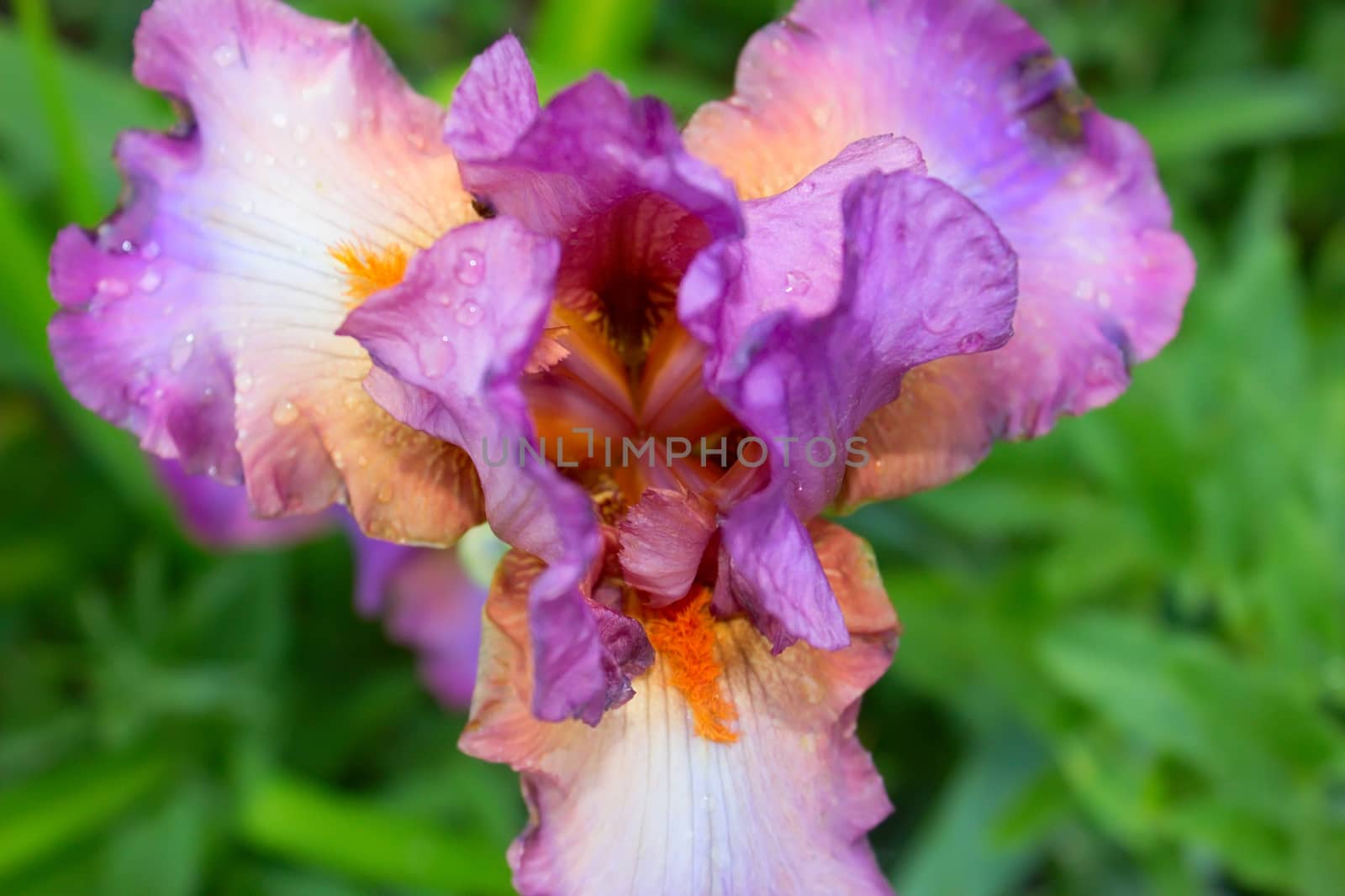 Lilac iris blossoming in a garden, flower iris