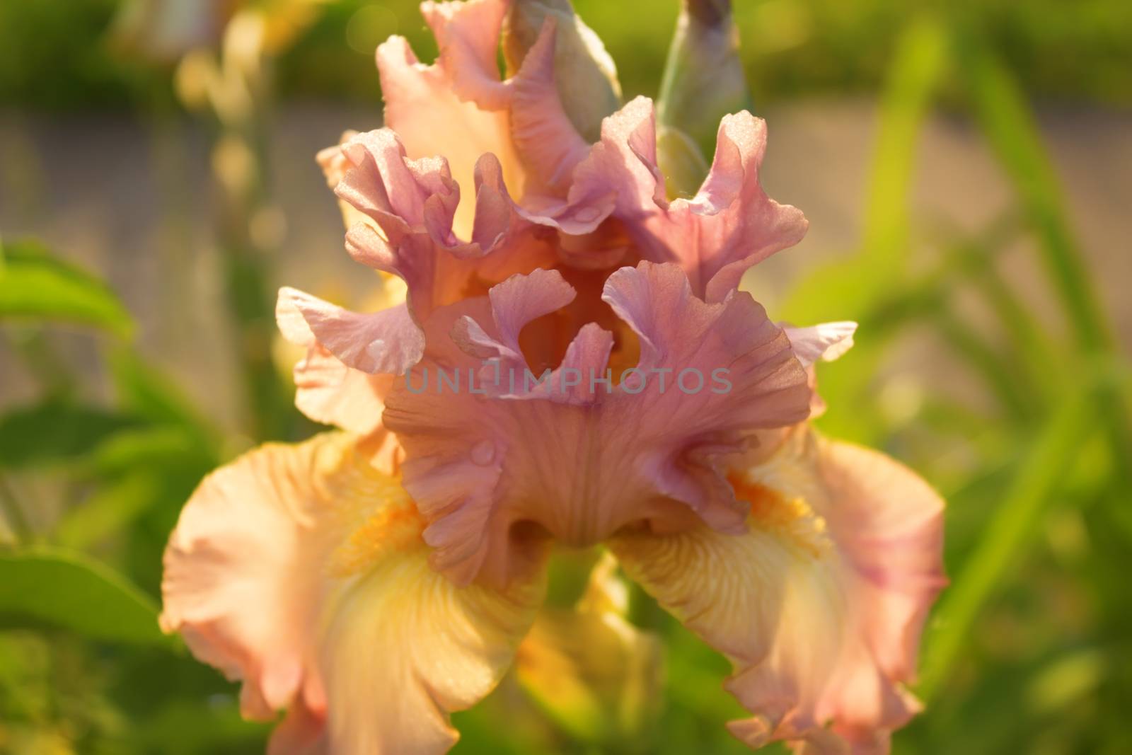 Beautiful blossoming pink iris flower in the garden