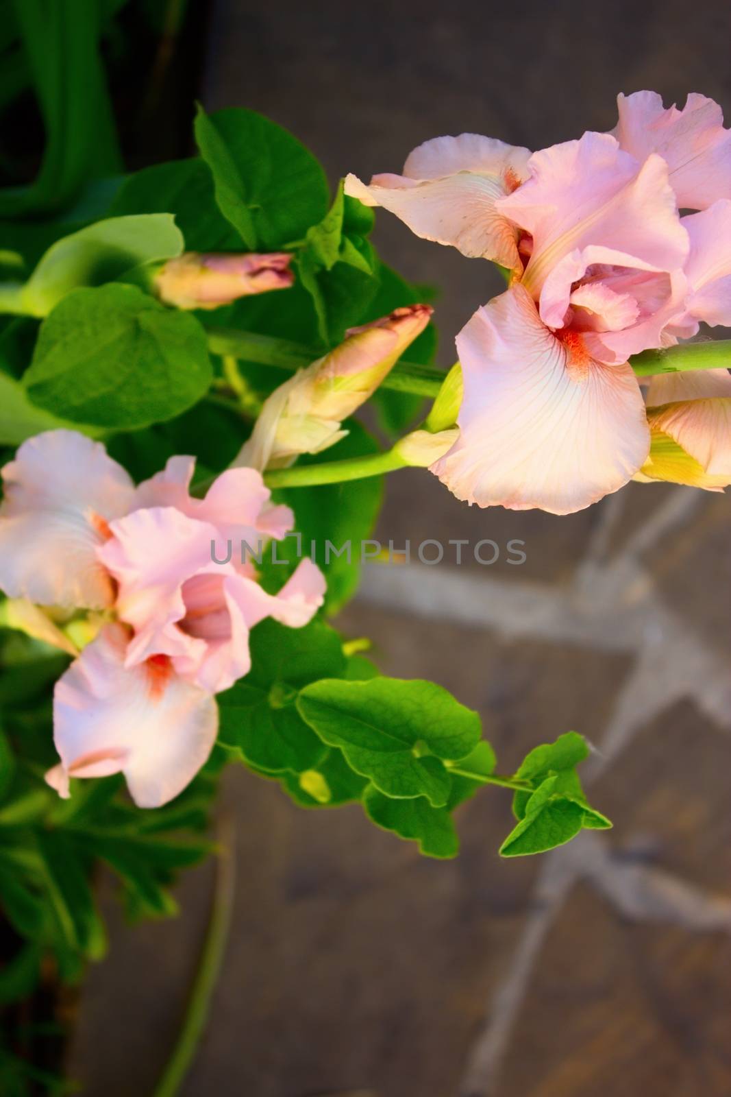 light pink iris flower