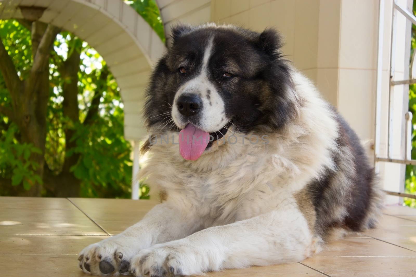 Adult Caucasian Shepherd dog, dog with his tongue hanging out