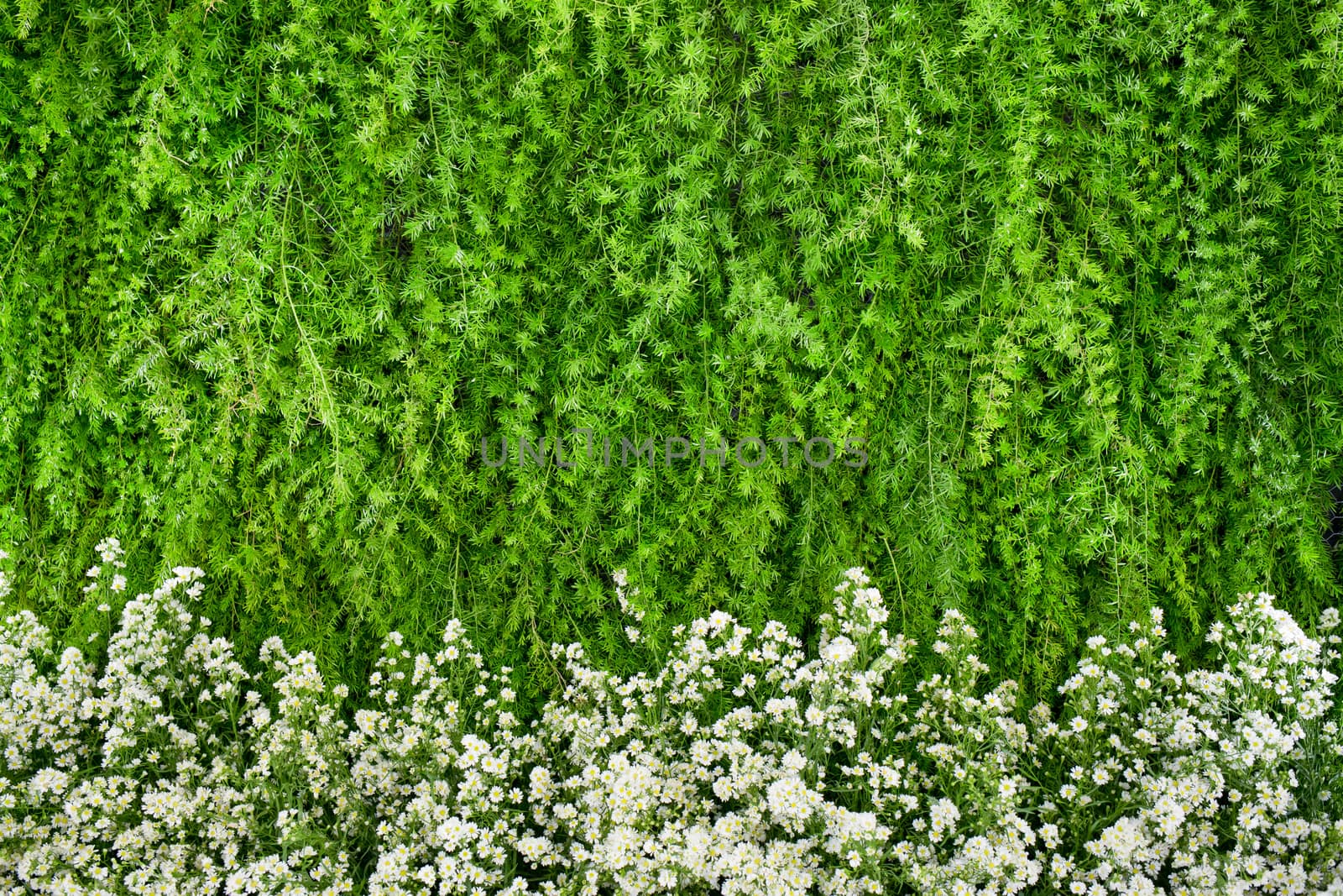 Green and white flowers arrangement background by art9858