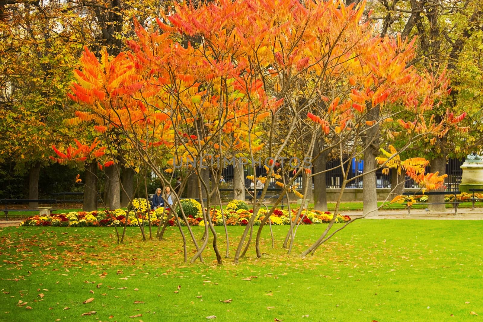 autumn park