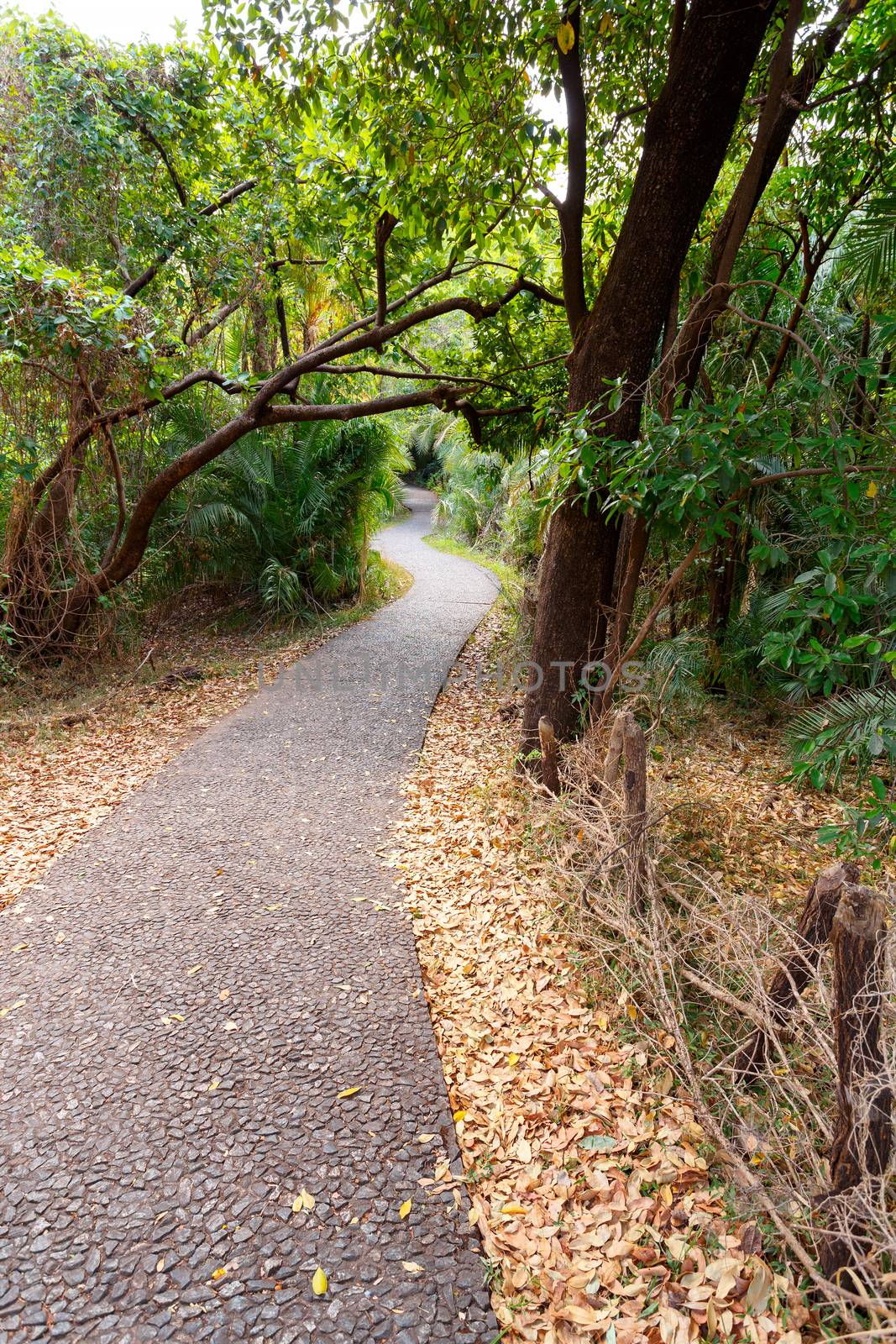 Pathway in a Park Victoria Falls, Zimbabwe in Spring by artush