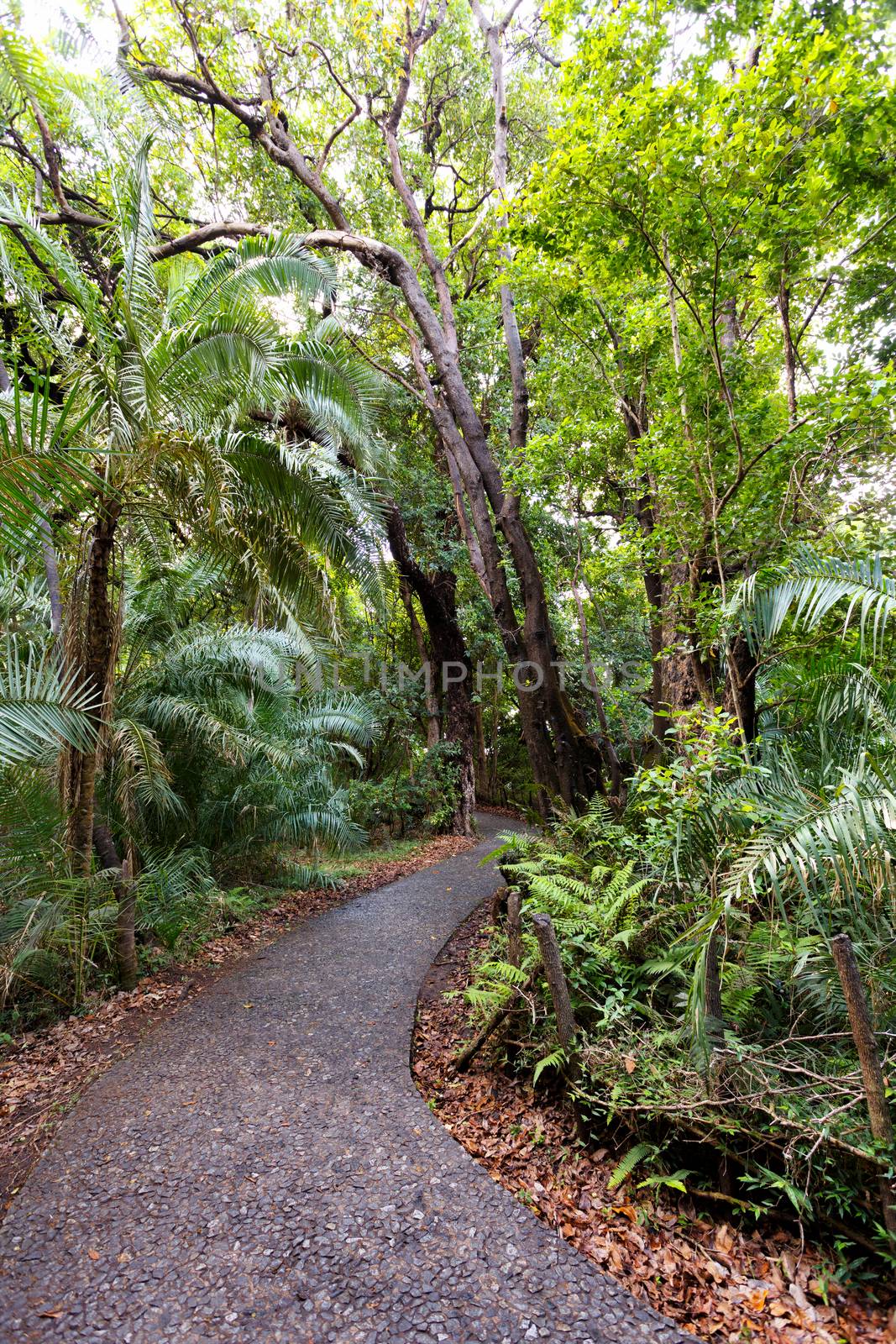 Romantic pathway in a Park Victoria Falls, Zimbabwe in Spring