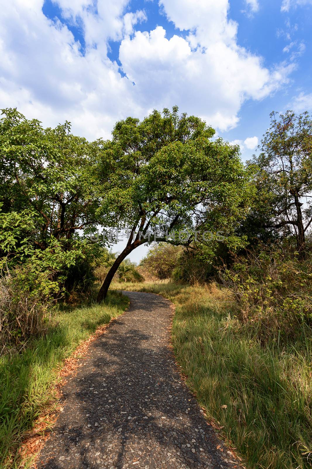 Pathway in a Park Victoria Falls, Zimbabwe in Spring by artush