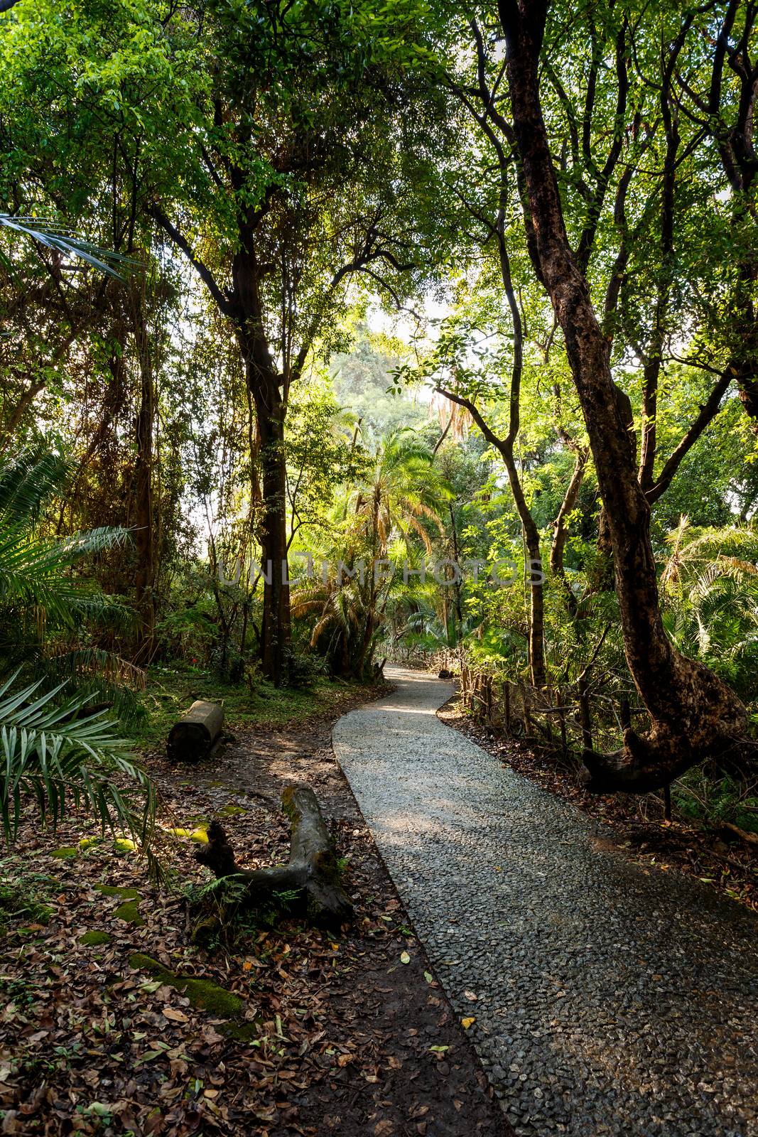 Romantic pathway in a Park Victoria Falls, Zimbabwe in Spring