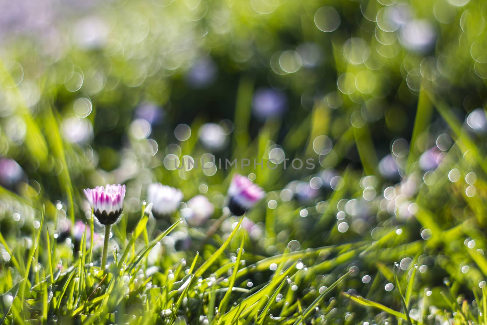 daisy flowers in morning dew with natural bokeh, soft focus
