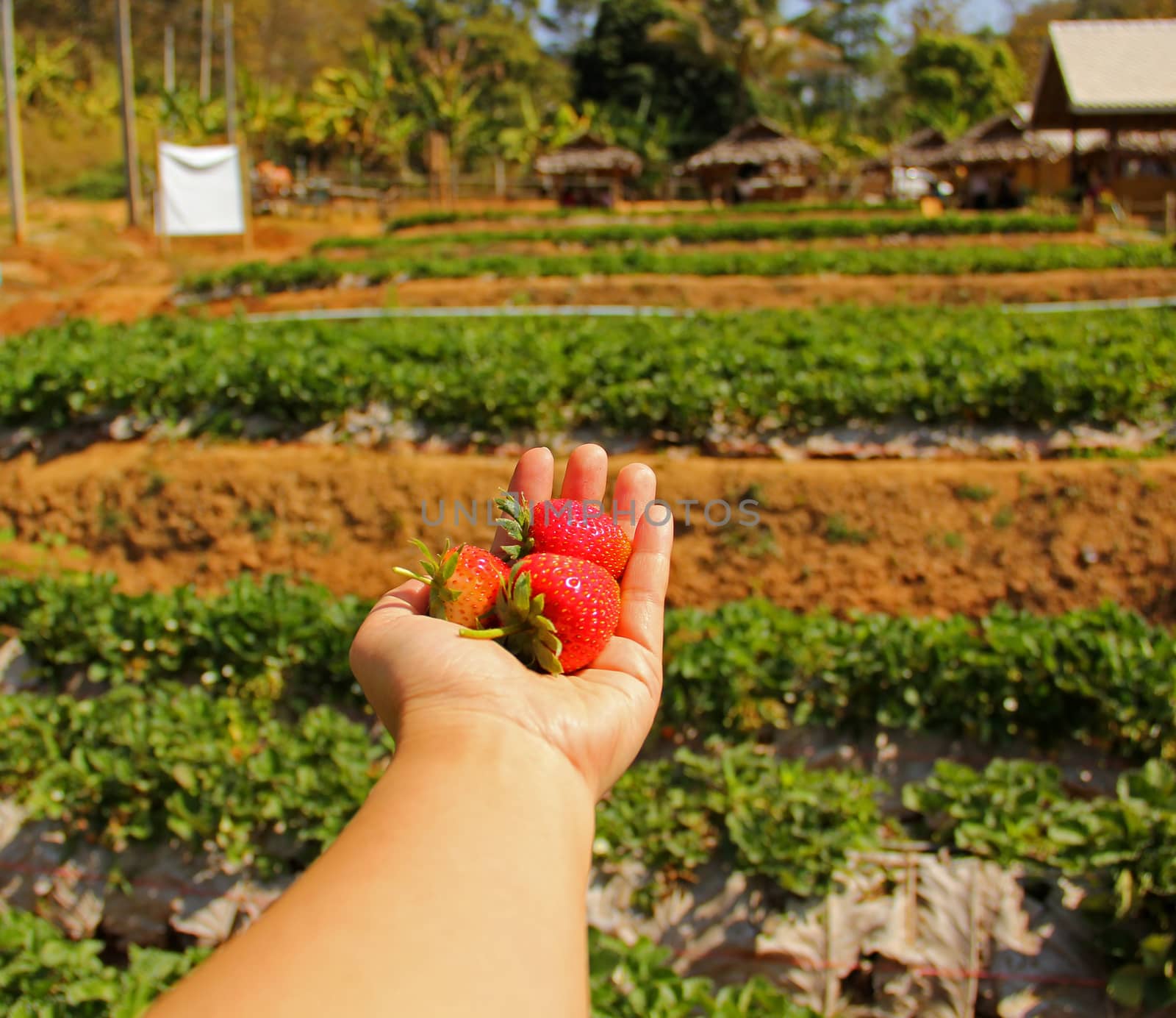Fresh picked strawberries by liewluck