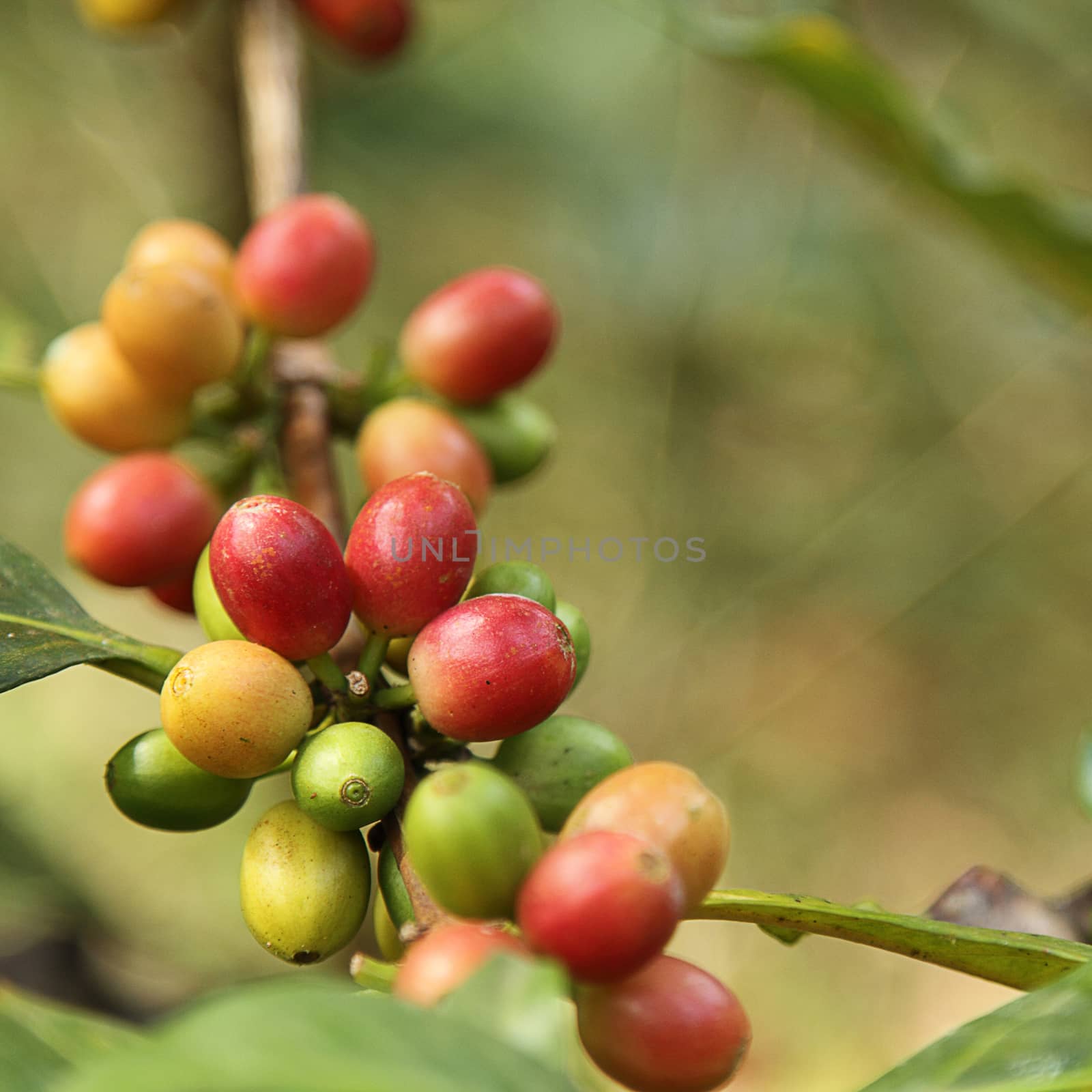 Coffee beans by liewluck