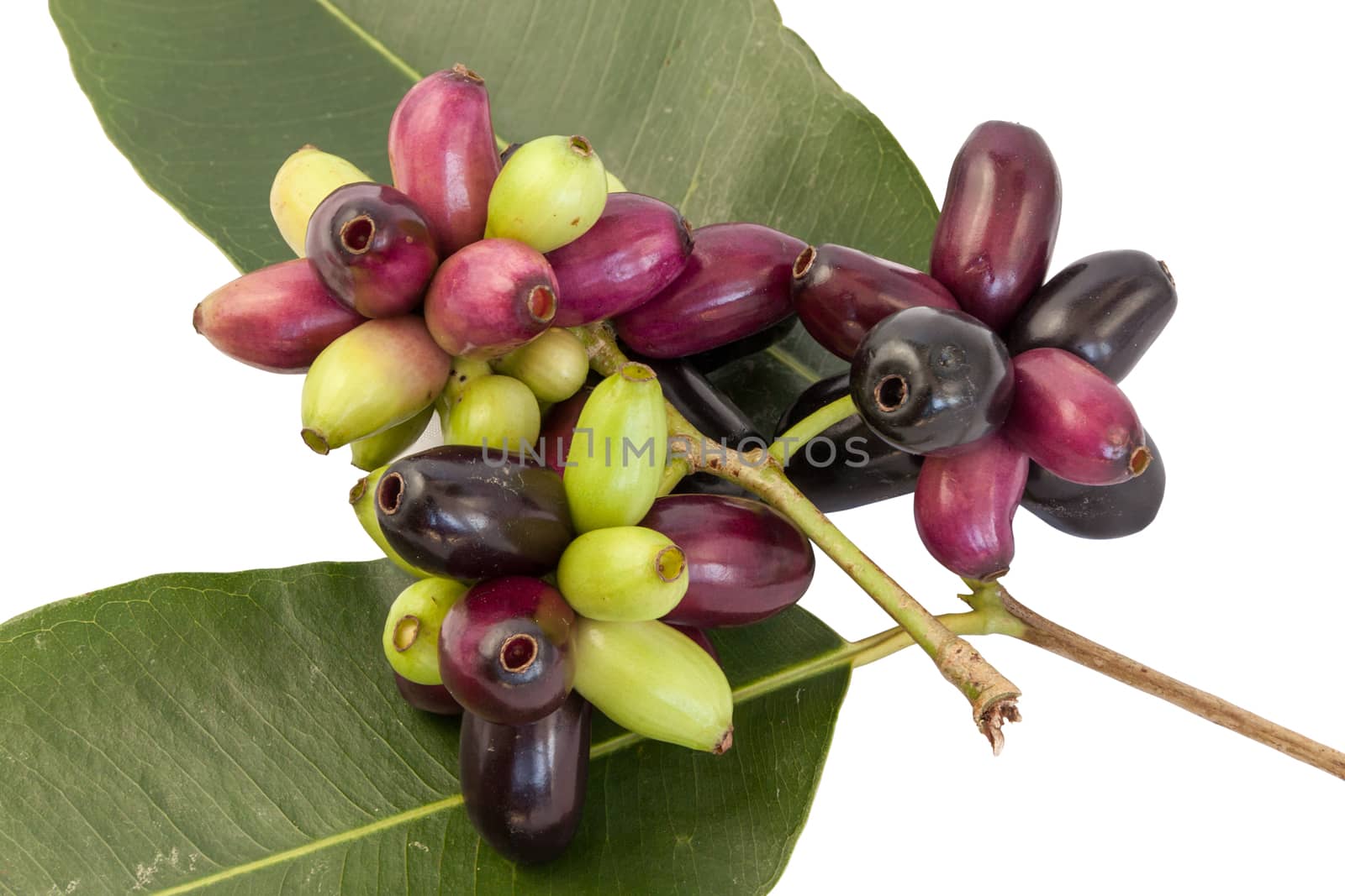 Jambul or Jamun isolated on white.
Rich in vitamins and minerals like vitamin C, phosphorus, calcium and carbohydrates. This is very useful for health.